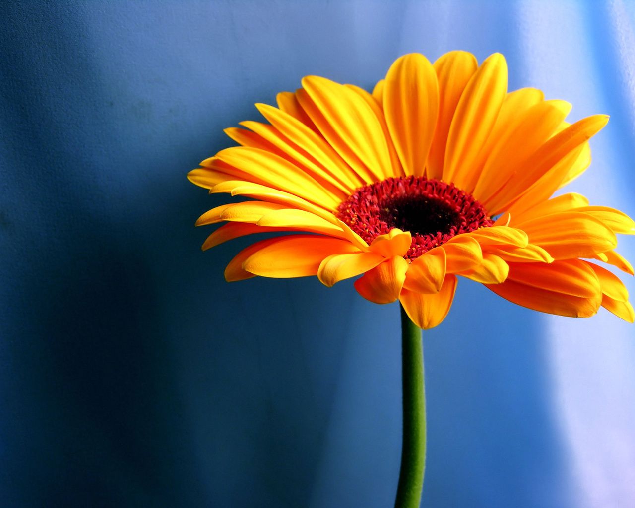 Margherita gerbera gialla arancione, 1280x1024 720p, Laptop