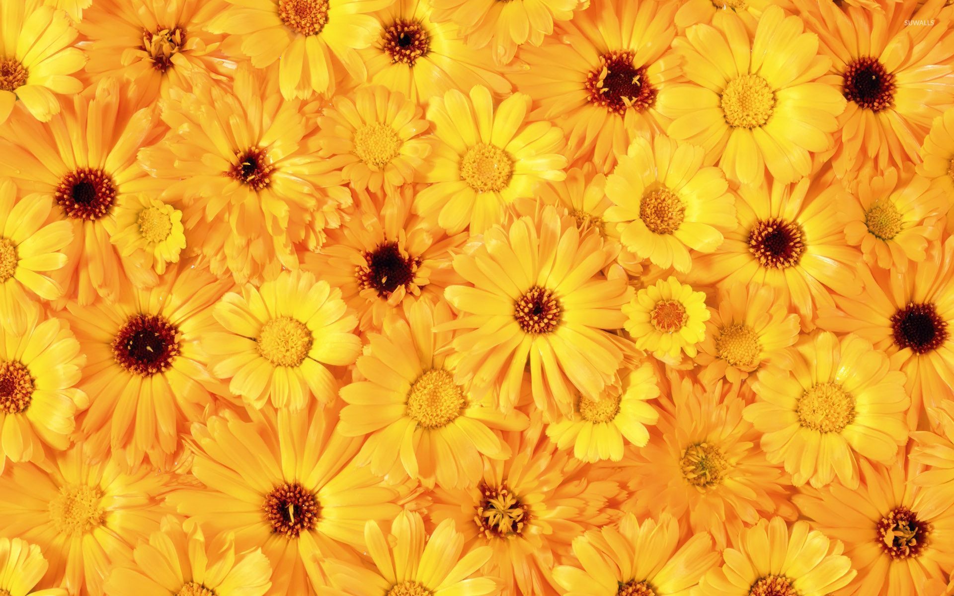 Fiori gialli margherite, 1920x1200 Full HD+ WUXGA, Desktop