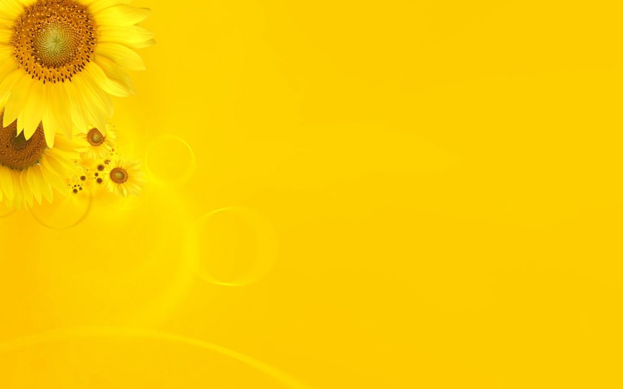 Girasoli su sfondo giallo, 1280x800 720p, Laptop