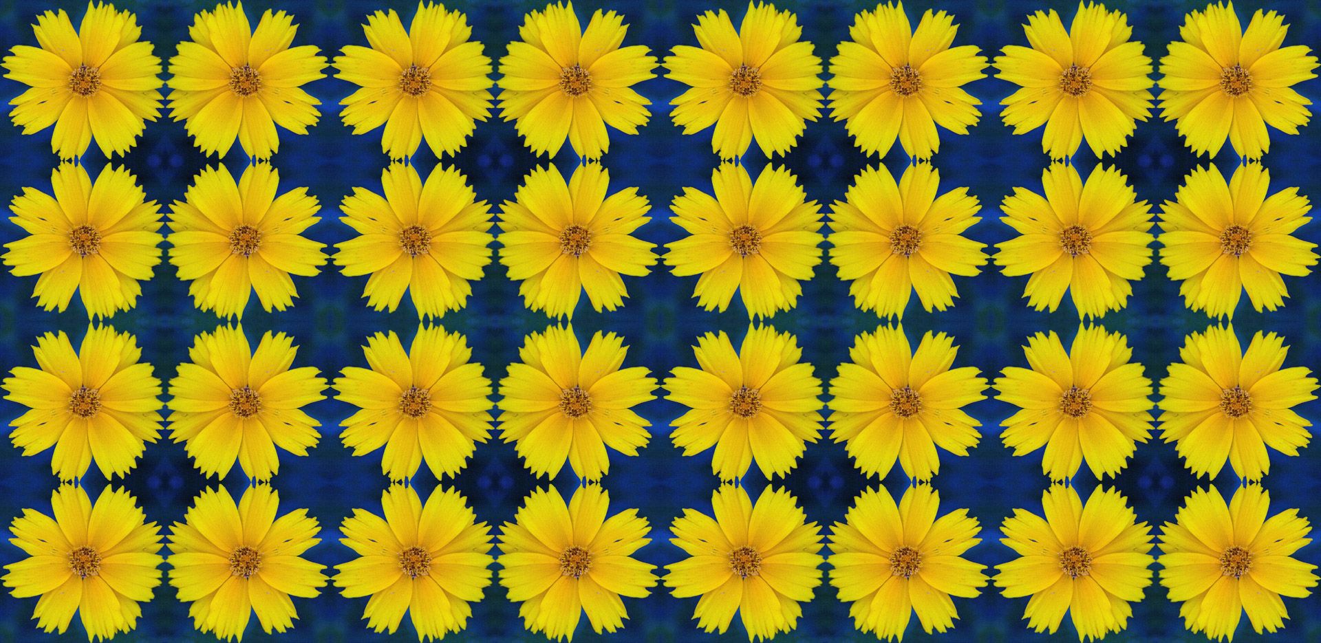 Margherite gialle su blu, 1920x935 Full HD, Desktop