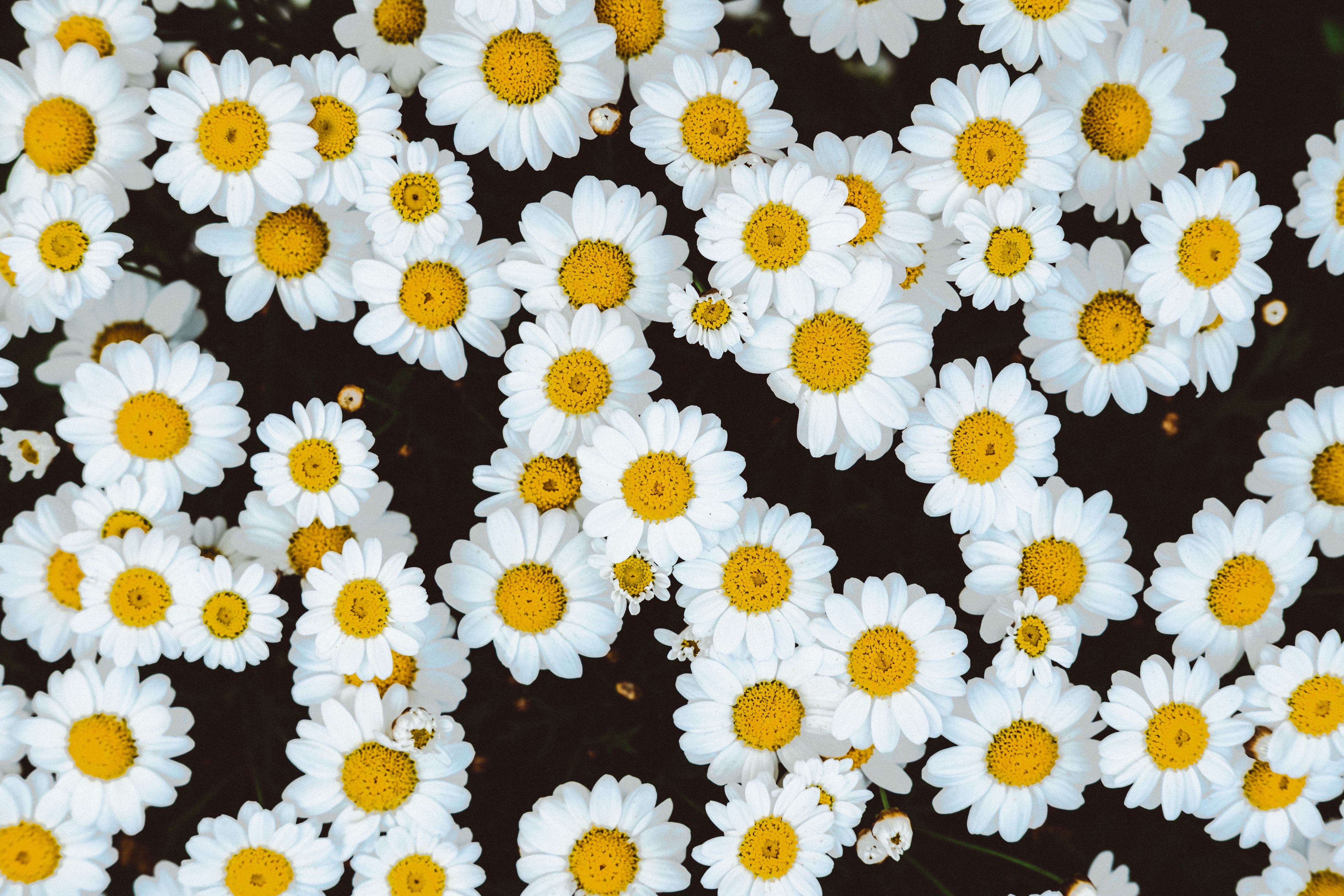 Margherite bianche e gialle, 4896x3264 4K, Desktop 4K