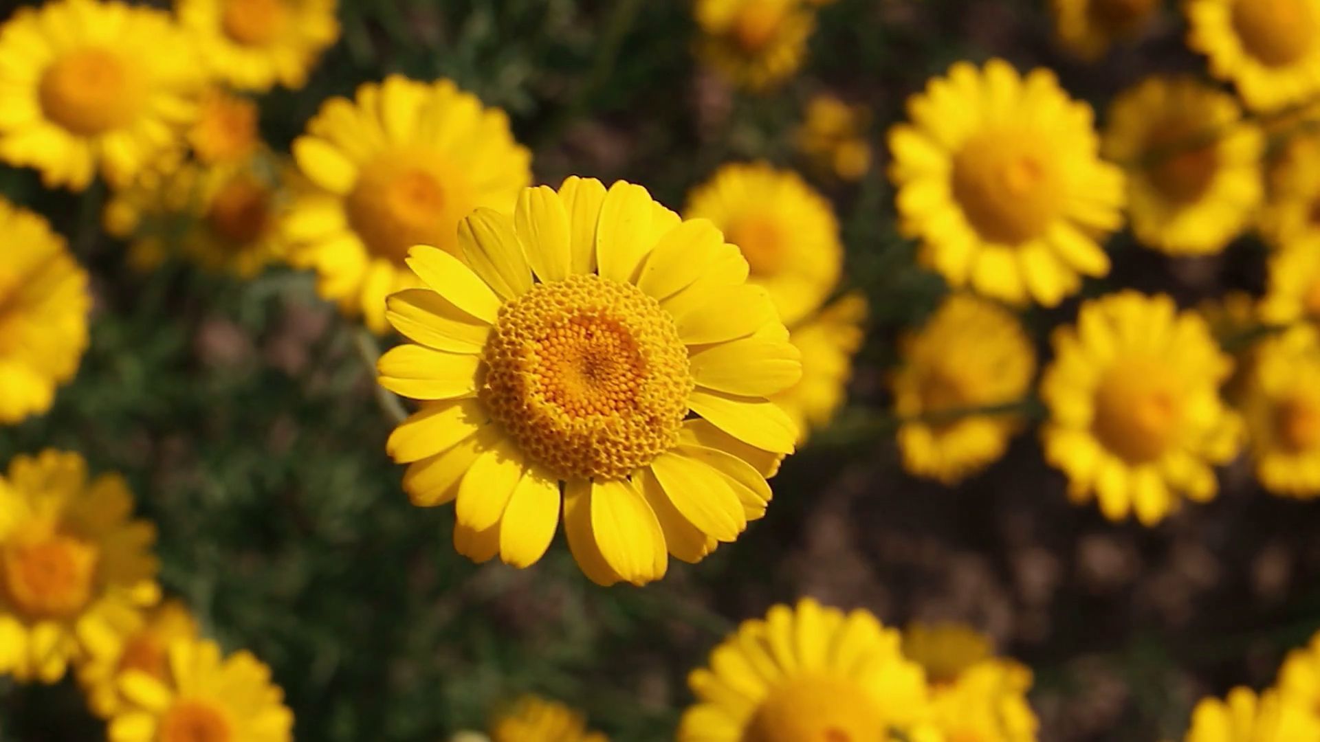 Margherite gialle in campo, 1920x1080 1080p, PC Desktop