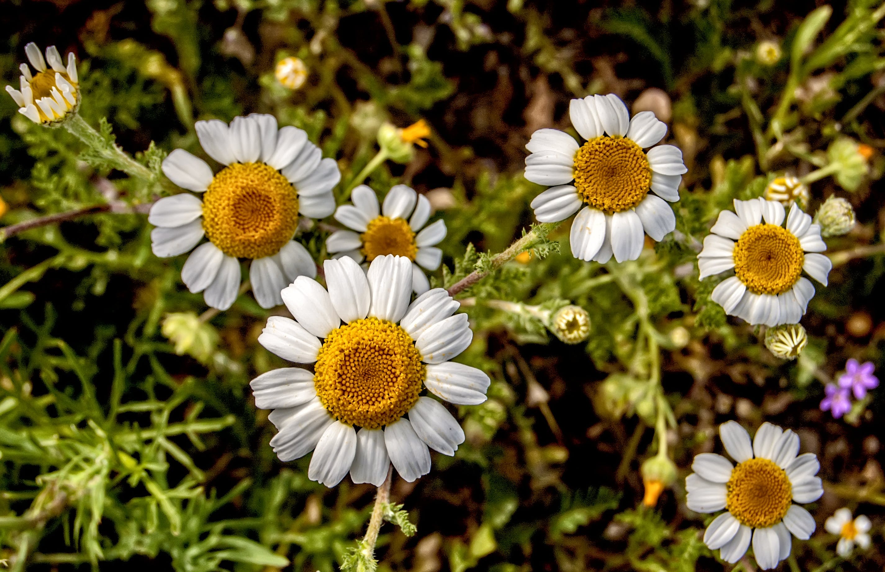 Margherite bianche e gialle in campo, 2851x1844 2K, Desktop