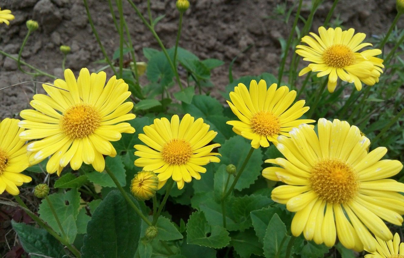 Margherite gialle in giardino, 1332x850 HD, Desktop