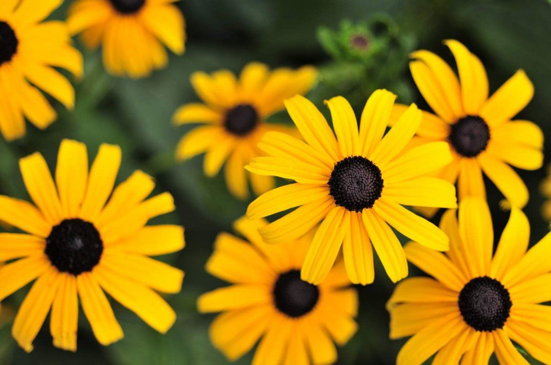 Margherite gialle centro nero, 1130x749 HD, Desktop