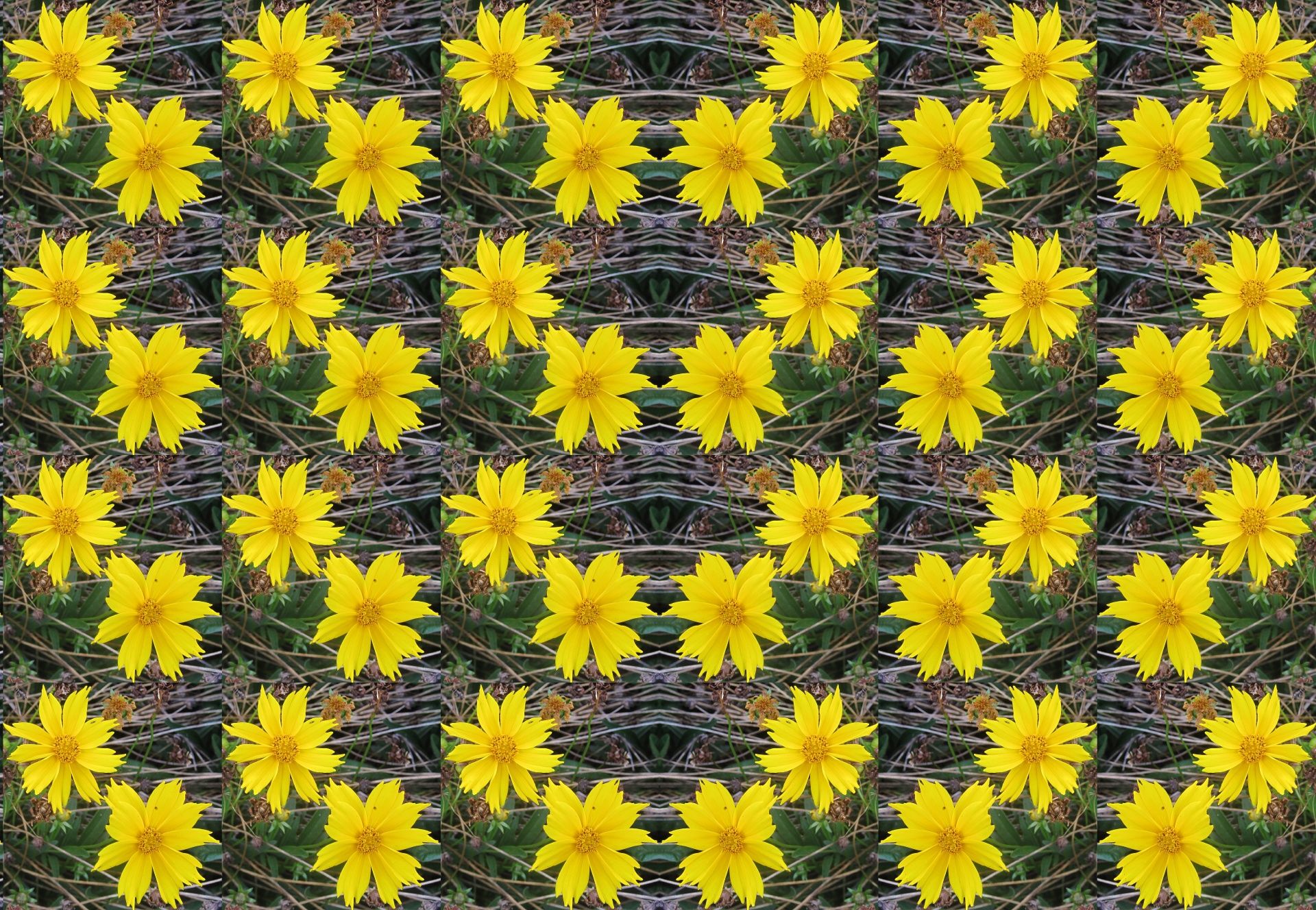 Margherite gialle pattern diagonale, 1920x1328 Full HD+ WUXGA, Desktop