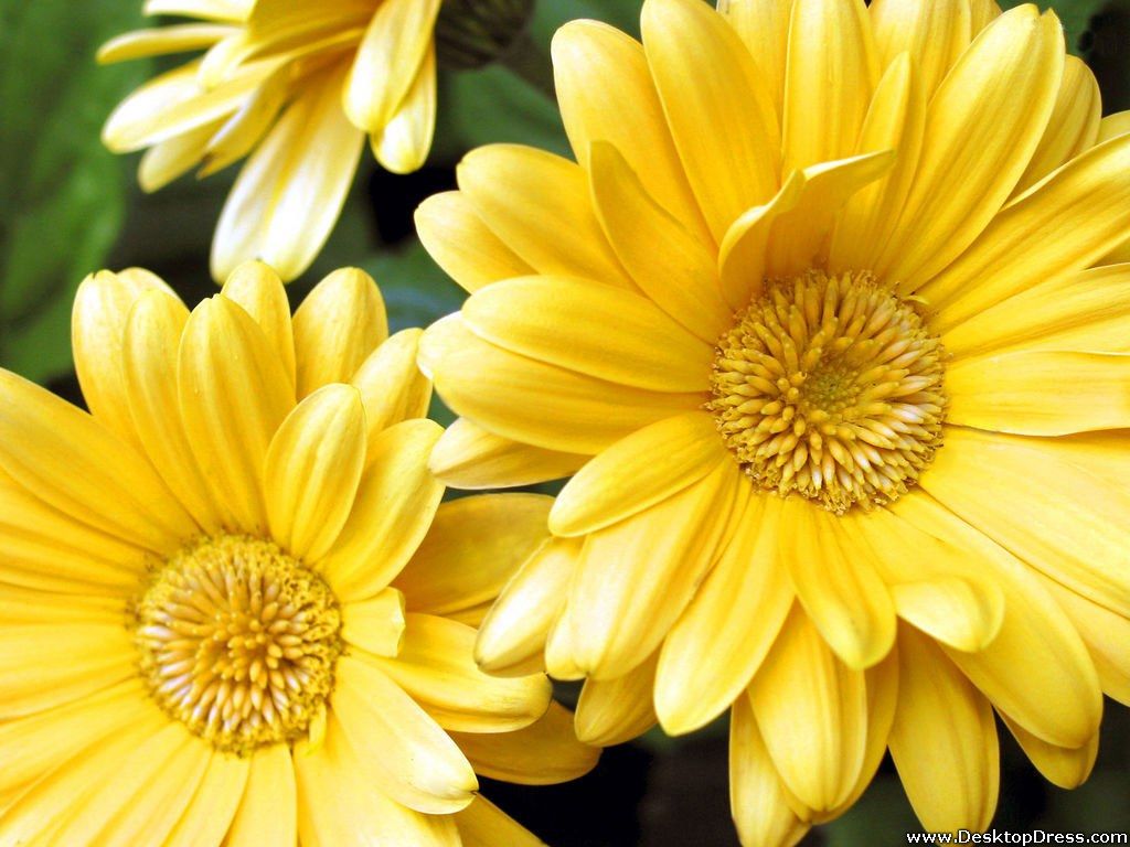 Margherite gialle in primo piano, 1024x768 HD, PC Desktop