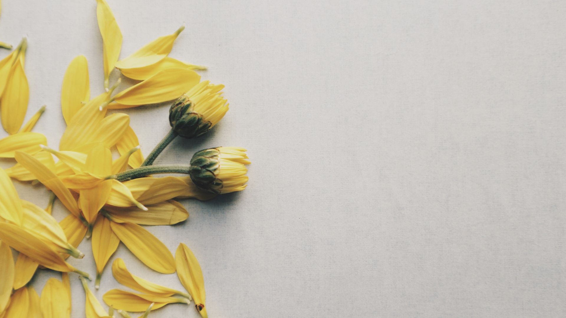 Petali e boccioli margherite gialle, 1920x1080 Full HD, PC