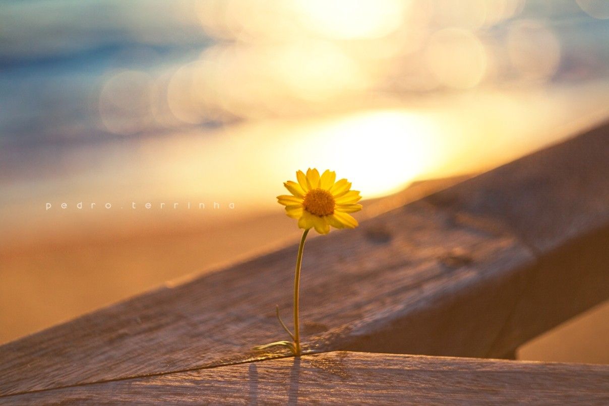 Margherita gialla al tramonto, 1208x806 HD, Acer Nitro