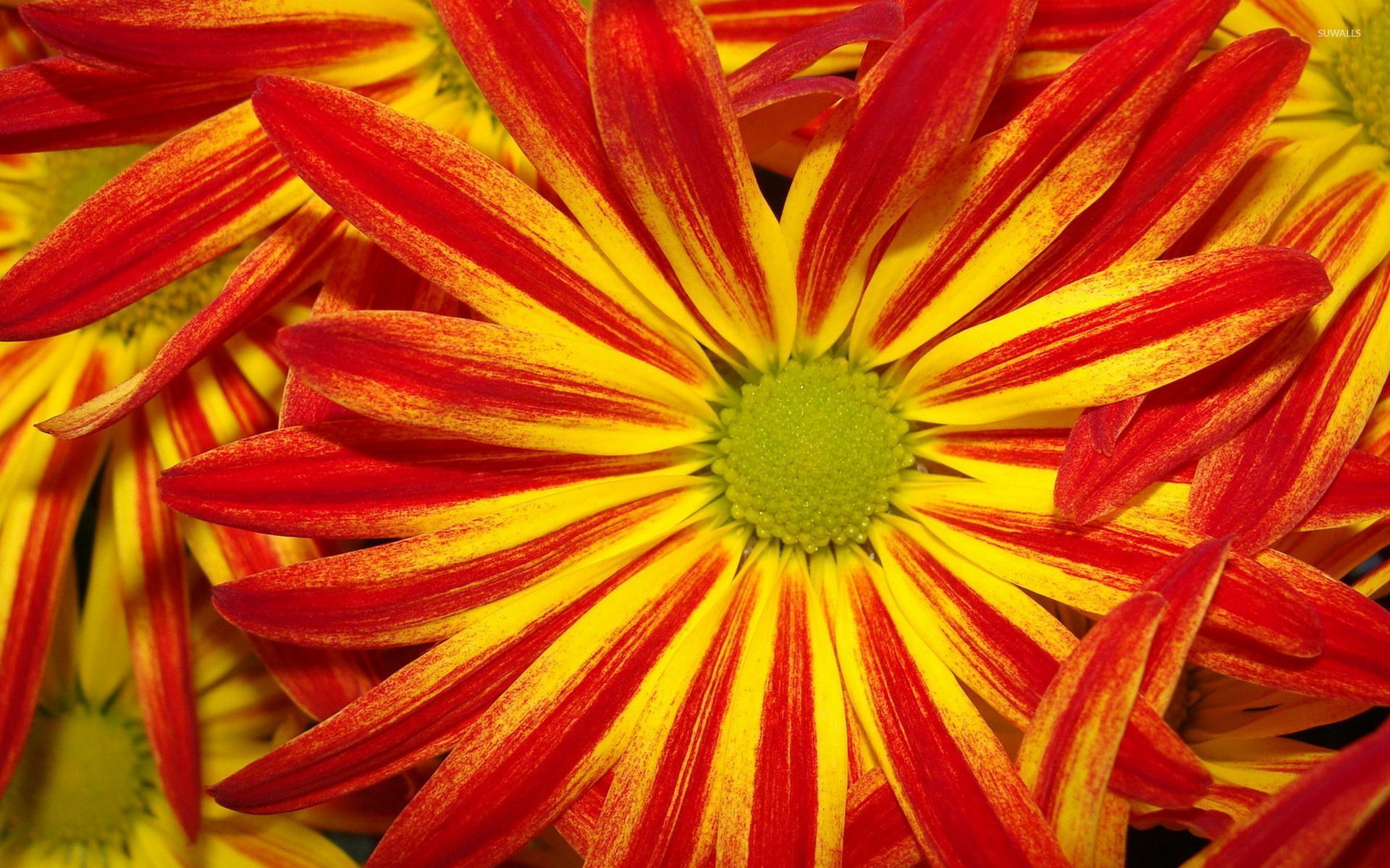 Margherite rosse e gialle, 1920x1200 Full HD+, Desktop