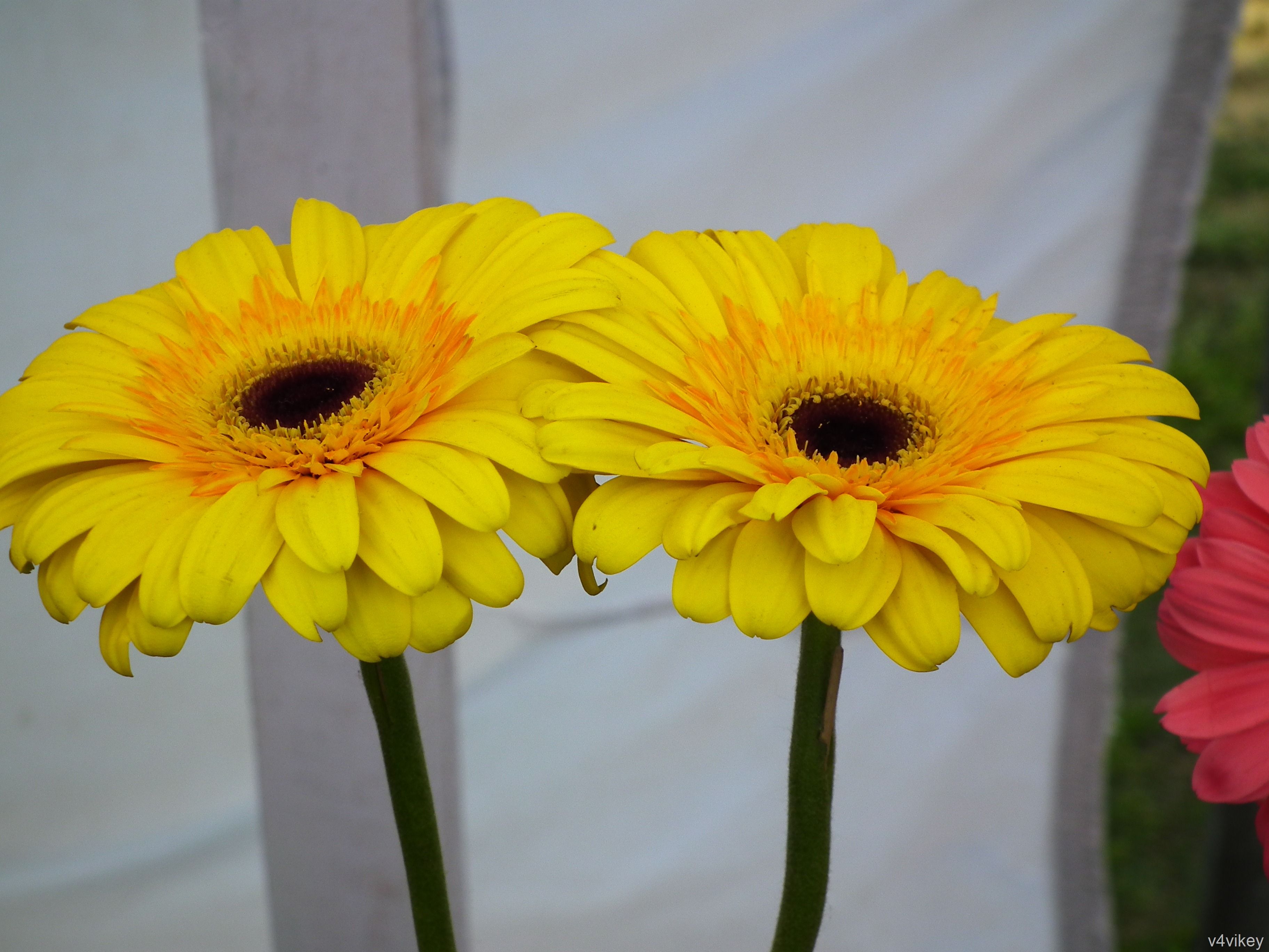 Due margherite gerbera gialle, 3648x2736 2K+, Desktop