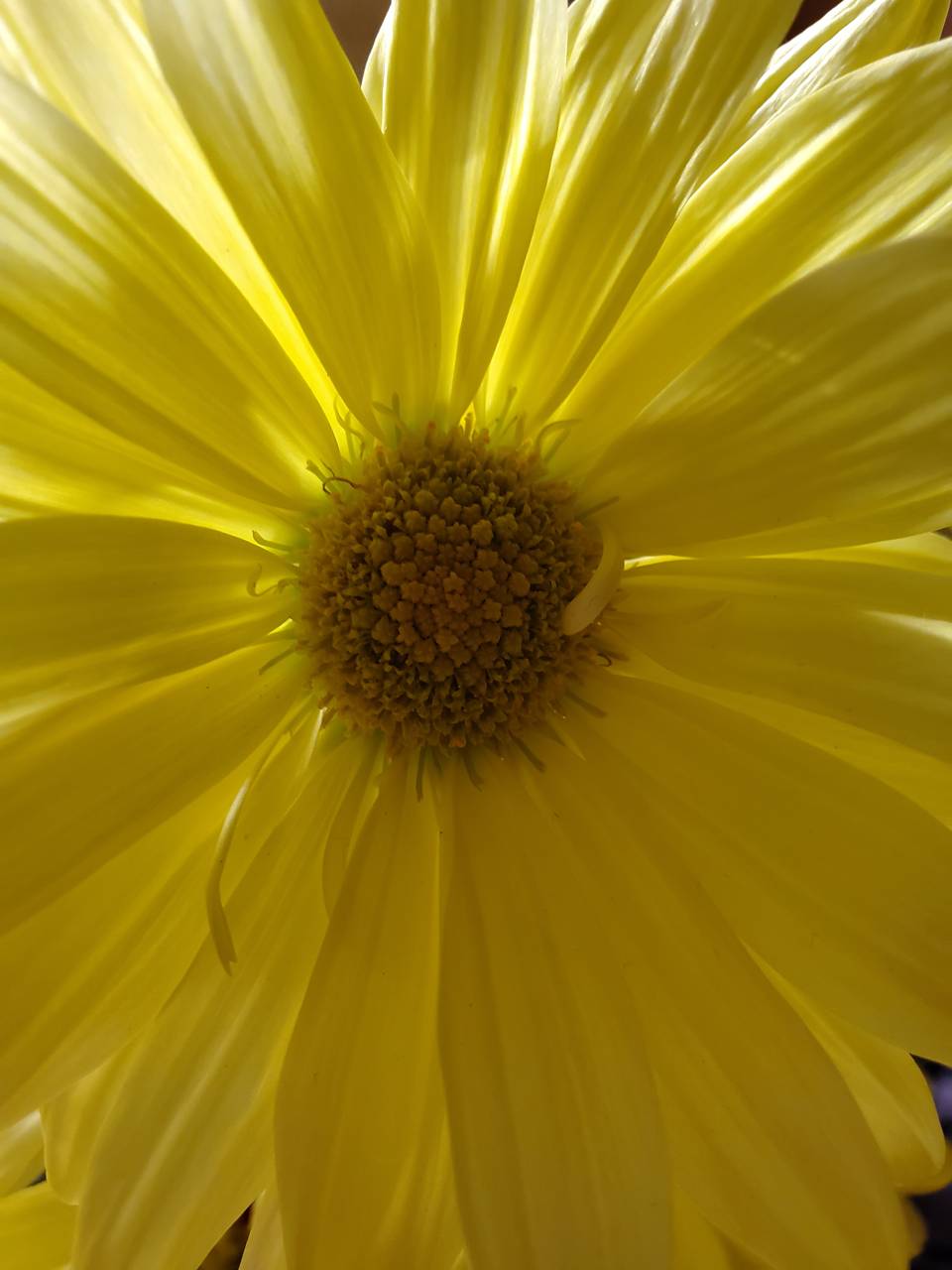 Margherita gialla primo piano, 960x1280 Full HD Verticale, Smartphone