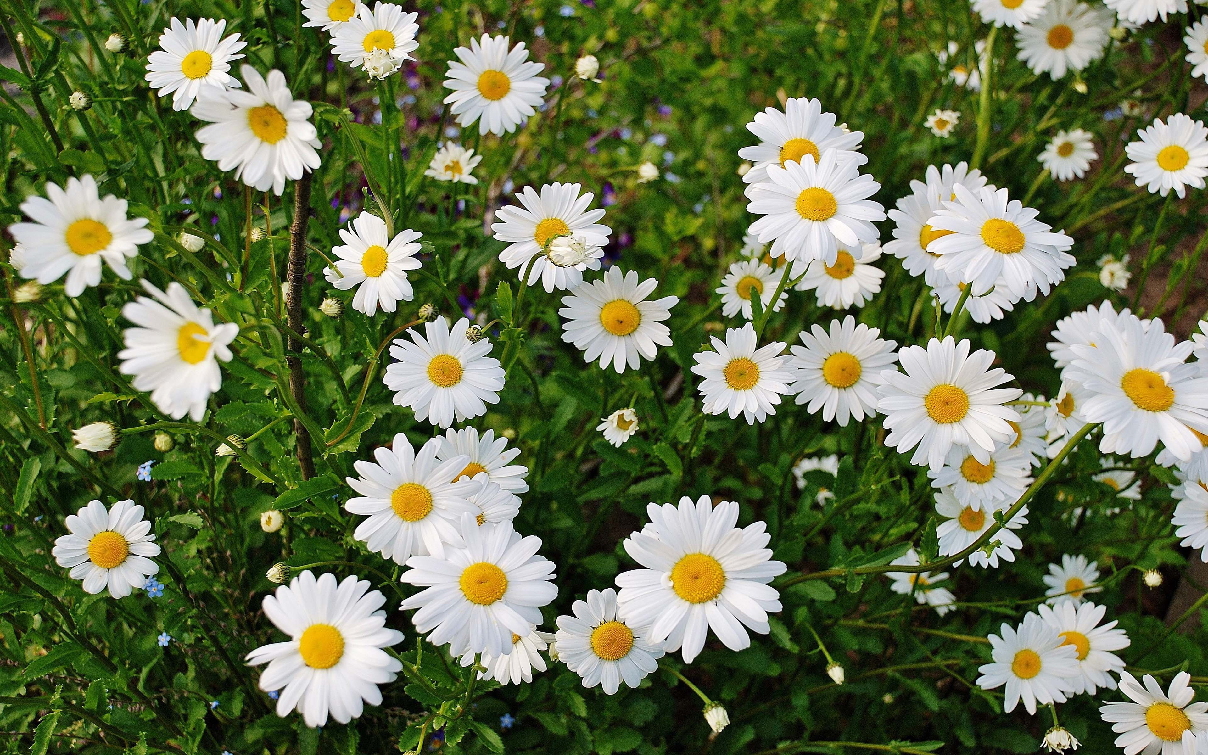 Margherite bianche con centro giallo, 3840x2400 4K Ultra HD, Monitor 4K