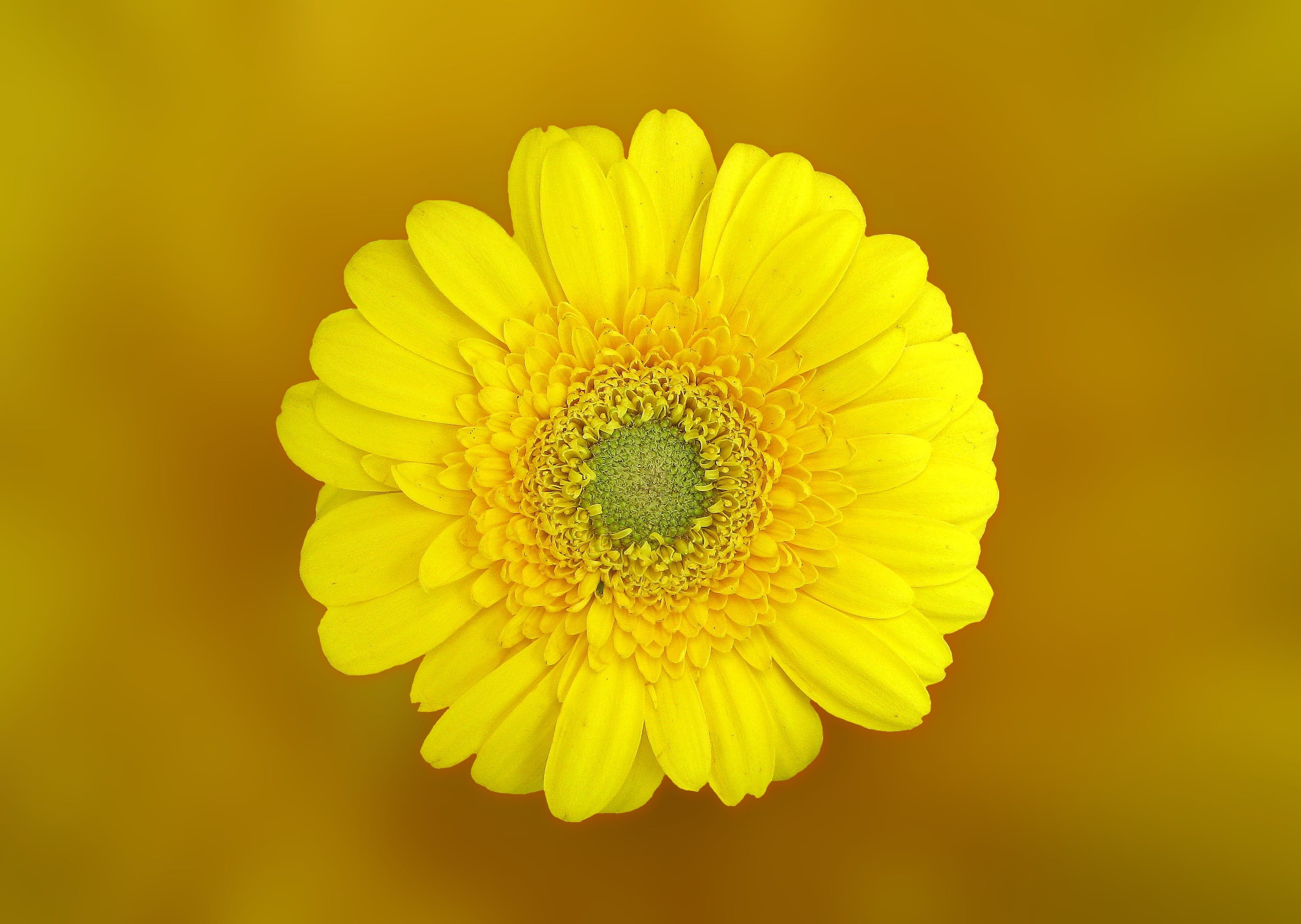 Margherita gialla in macro, 2746x1950 2K+, PC