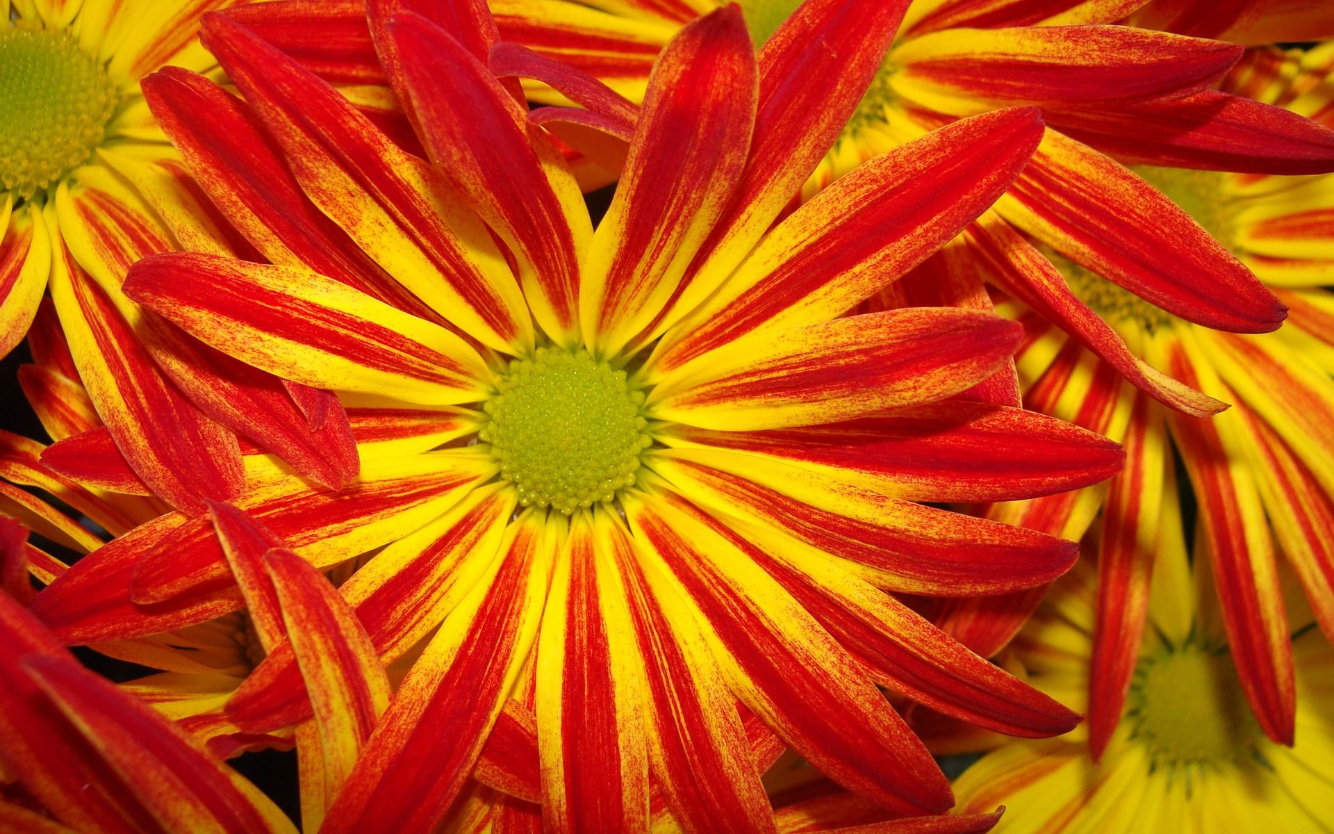 Margherite rosso-gialle a raggiera, 1920x1200 WUXGA, Laptop