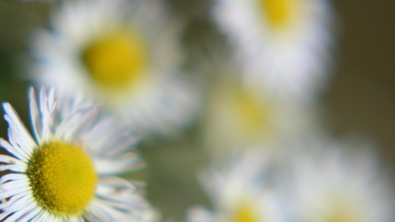 Margherite bianche e gialle sfocate, 1366x768 720p, PC