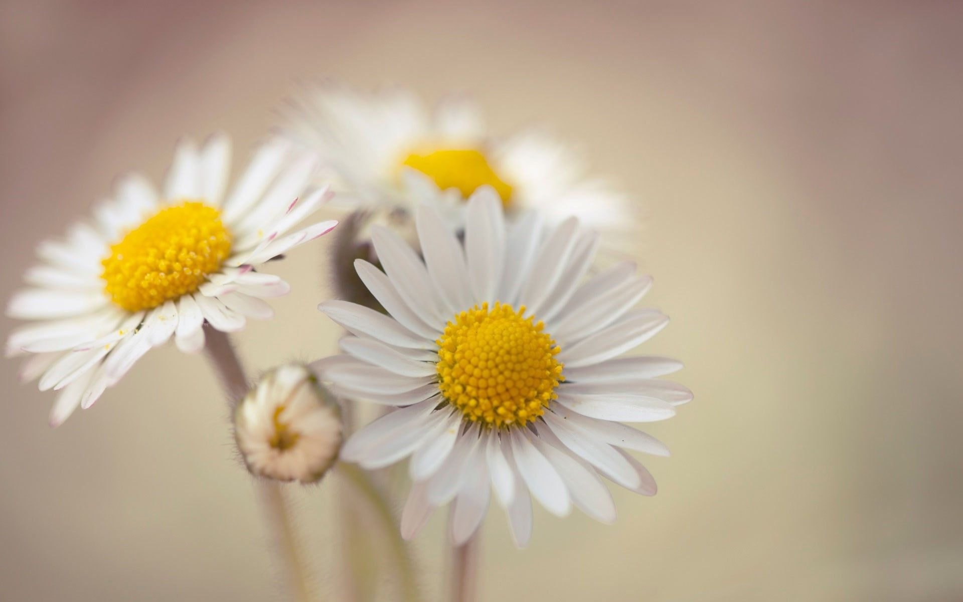 Margherite bianche con centro giallo, 1920x1200 Full HD+ WUXGA, Desktop