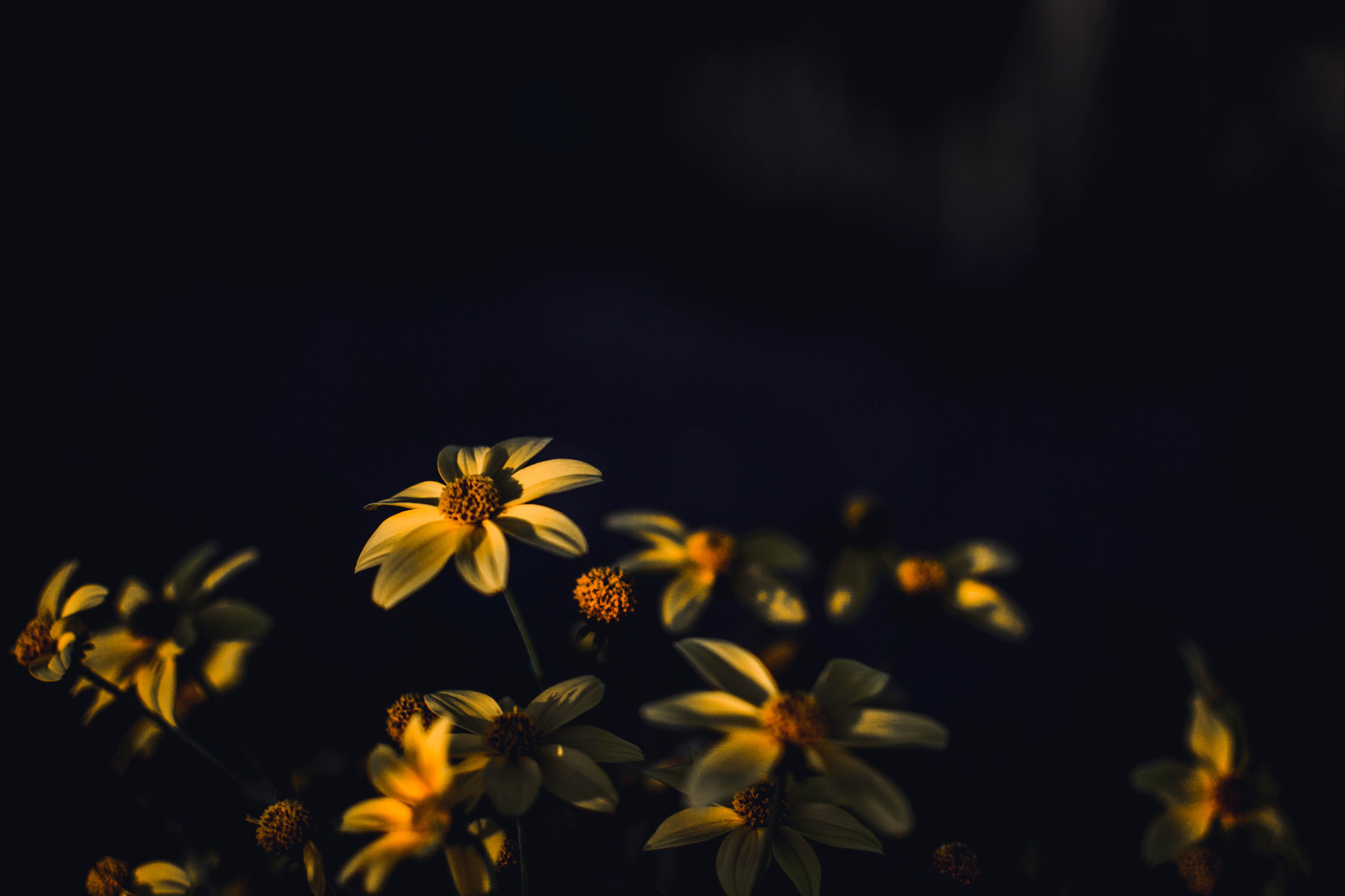 Fiori gialli su sfondo scuro, 6000x4000 Ultra HD, 4K TV