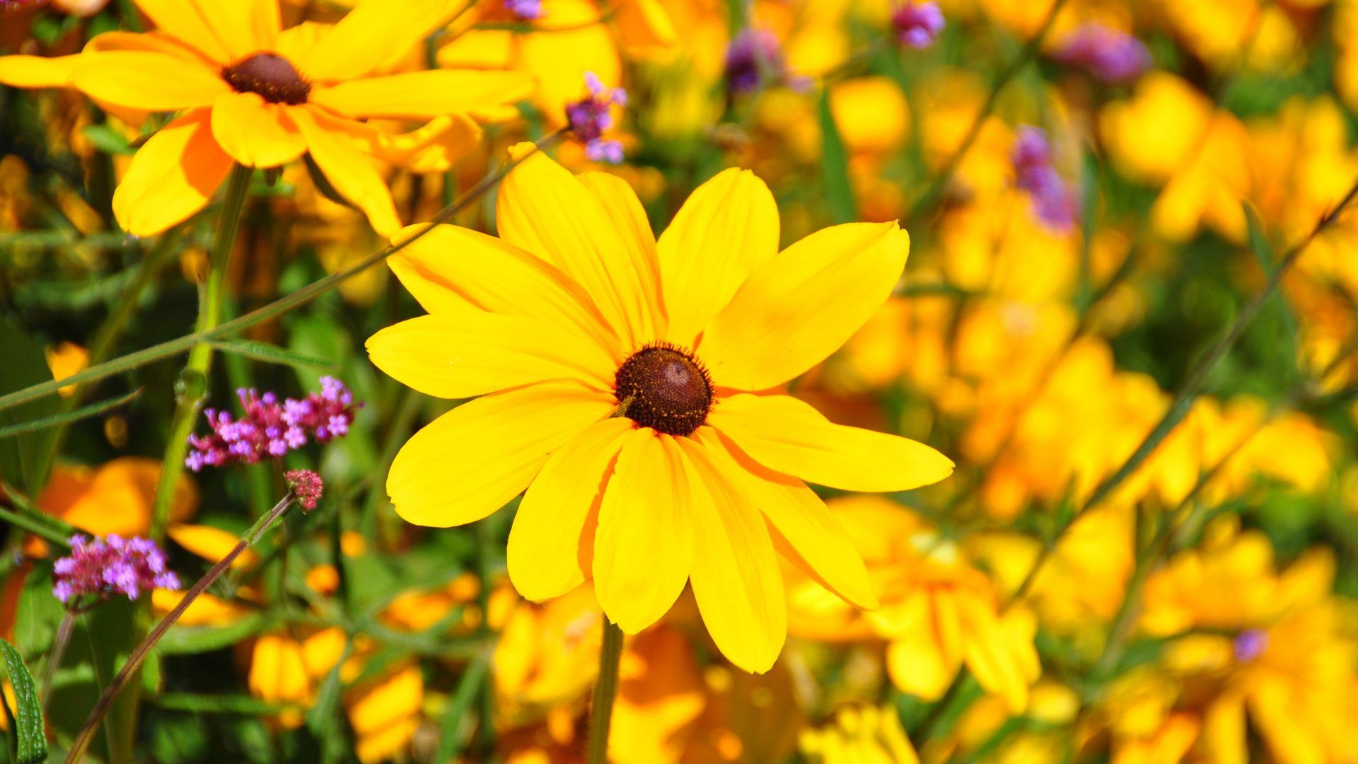 Margherite gialle Black Eyed Susan, 1920x1080 Full HD, PC Desktop