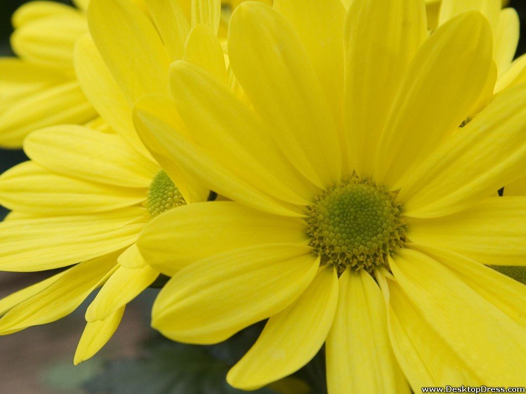 Margherite gialle in primo piano, 1024x768 HD, Desktop