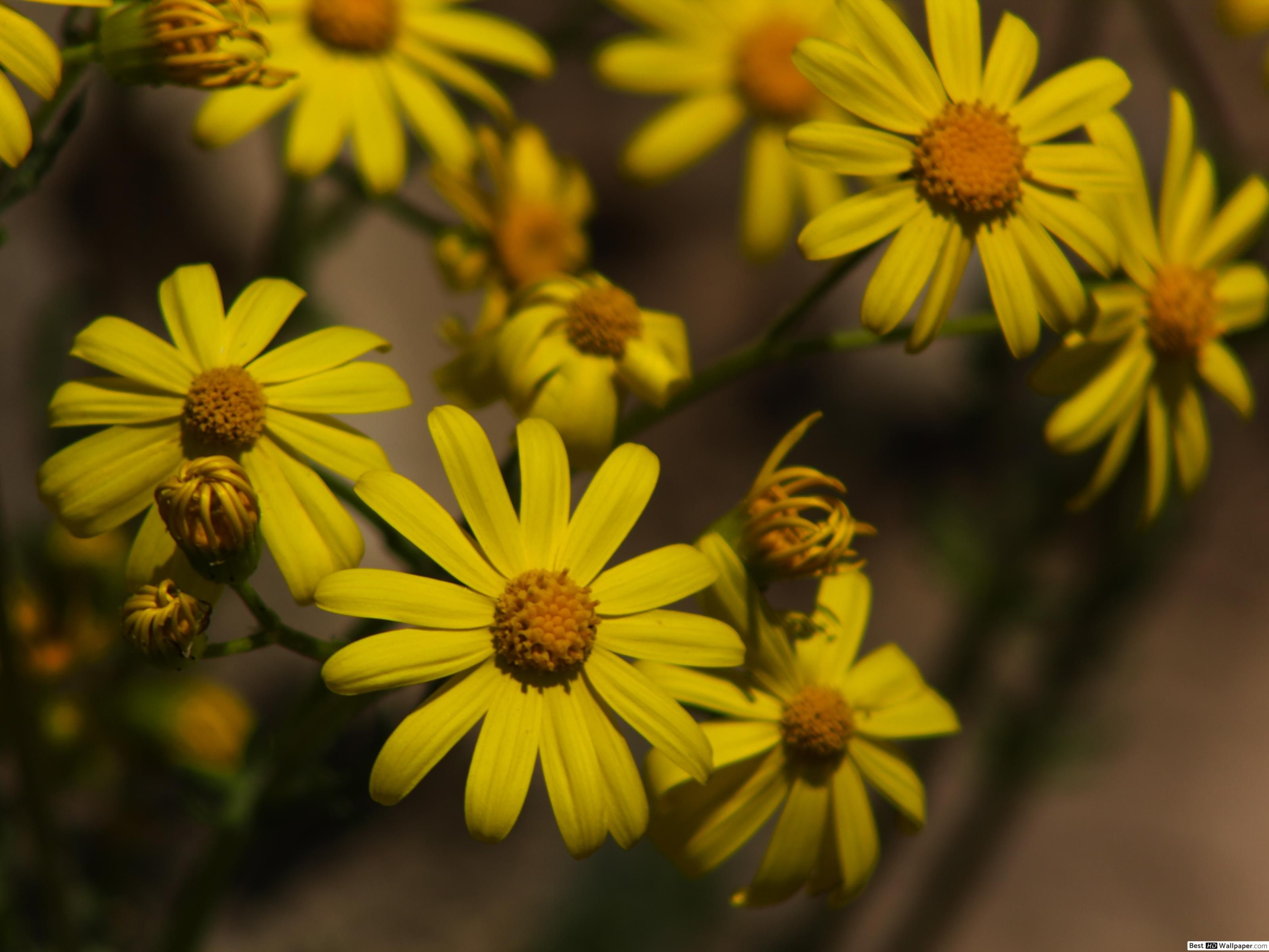 Margherite gialle in fiore, 3200x2400 2K, PC