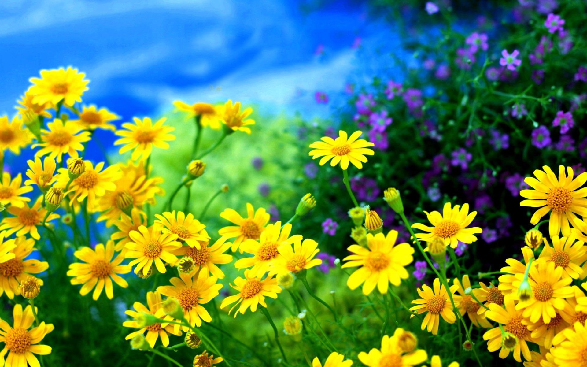 Margherite gialle campo fiorito, 1920x1200 Full HD+, Desktop