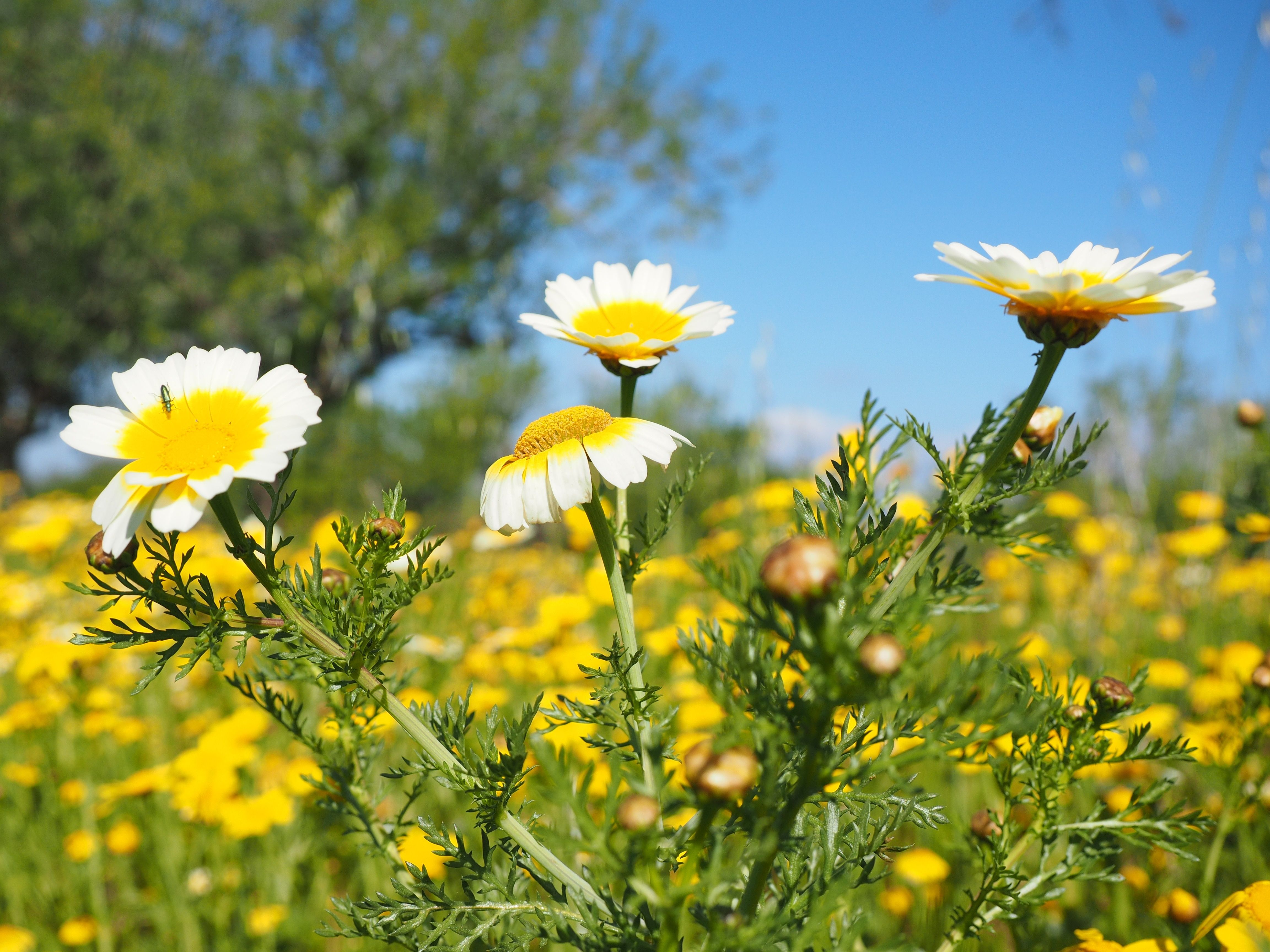 Campo di margherite gialle, 4608x3456 Ultra HD, 4K TV