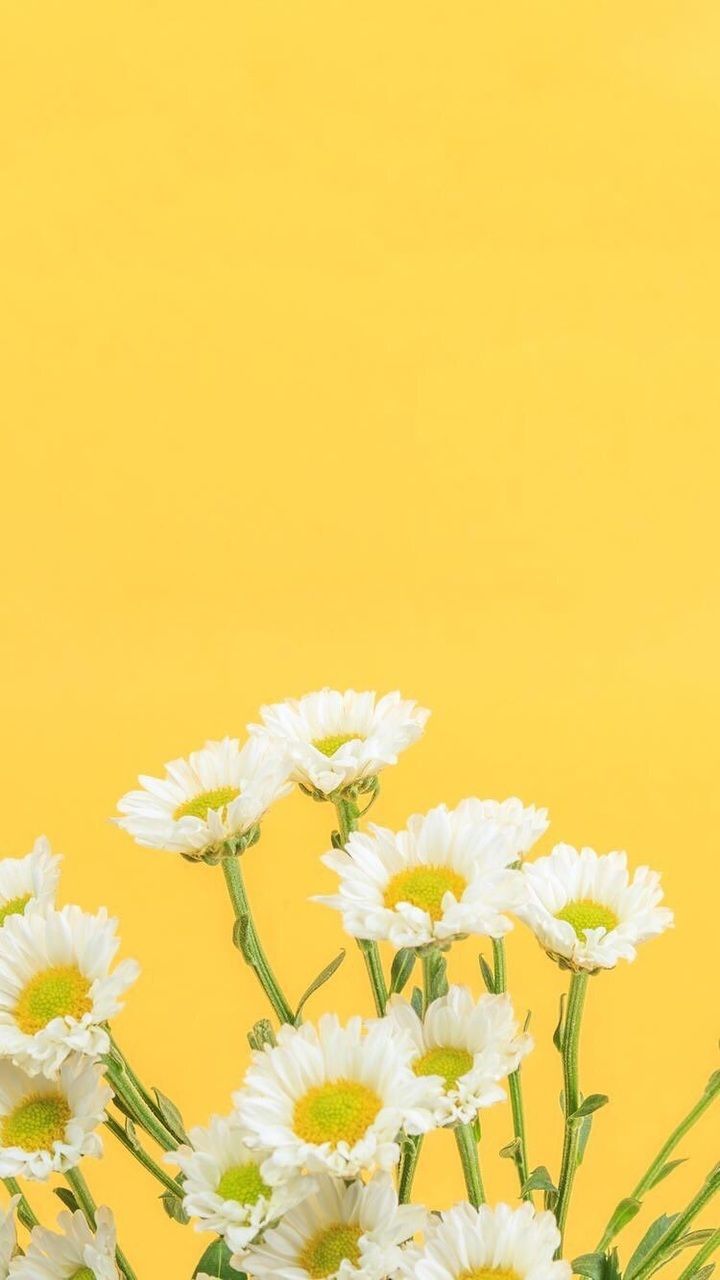 Margherite bianche su sfondo giallo, 720x1280 Full HD Verticale, Smartphone