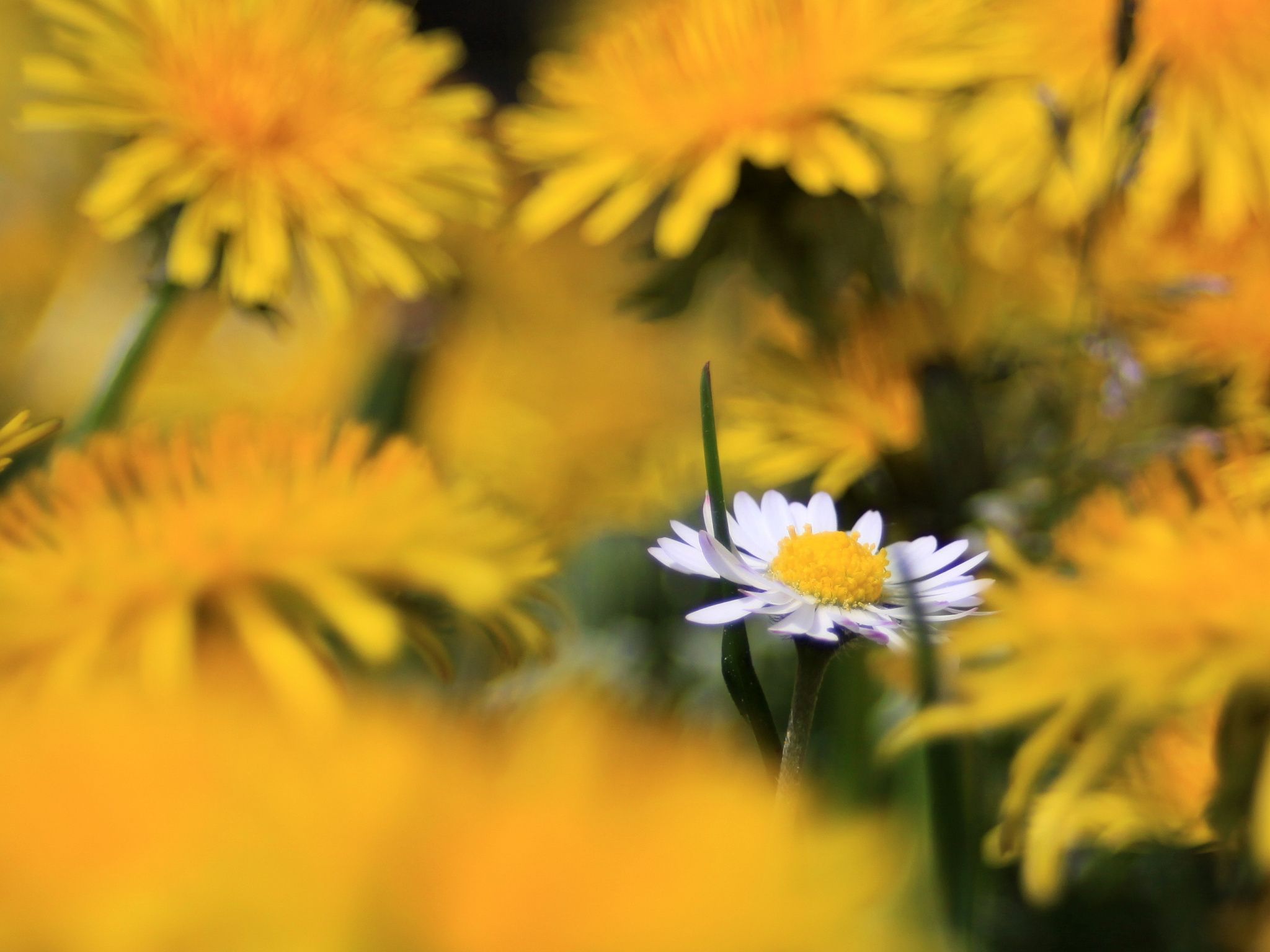 Margherita bianca tra fiori gialli, 2048x1536 2K, PC