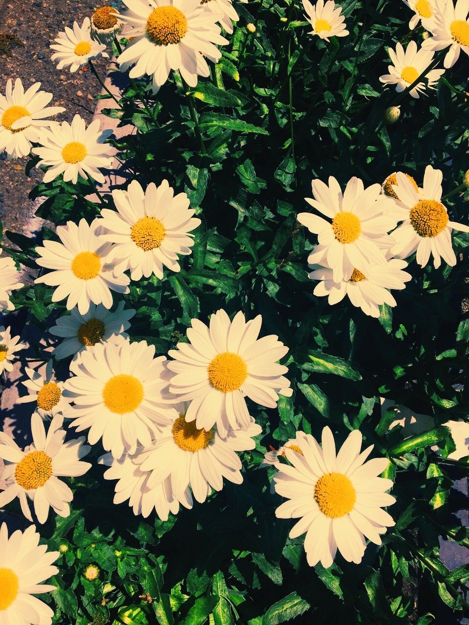 Margherite bianche e gialle, 960x1280 Full HD Verticale, iPhone