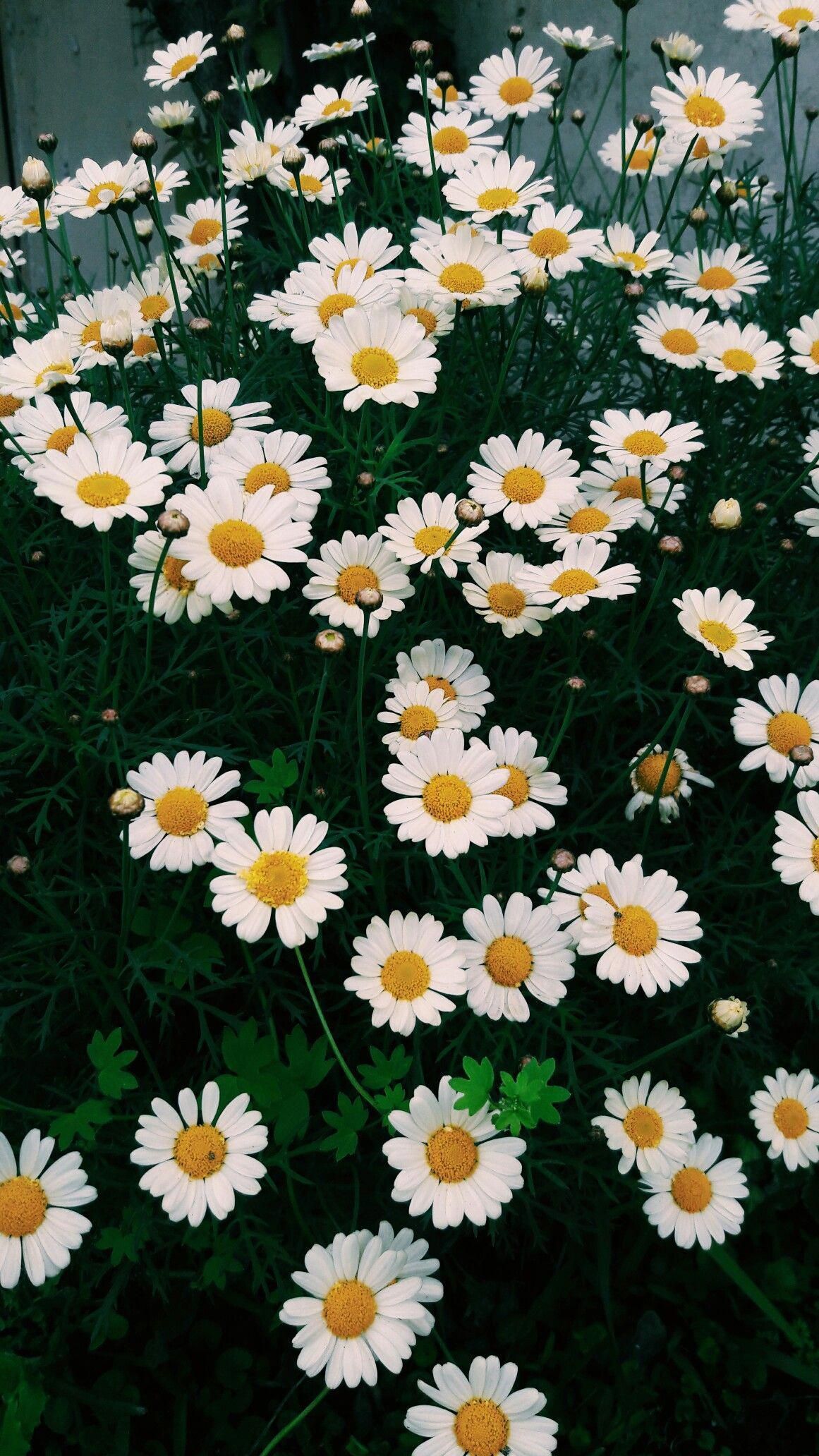 Margherite bianche in giardino, 1161x2064 Verticale, Telefono