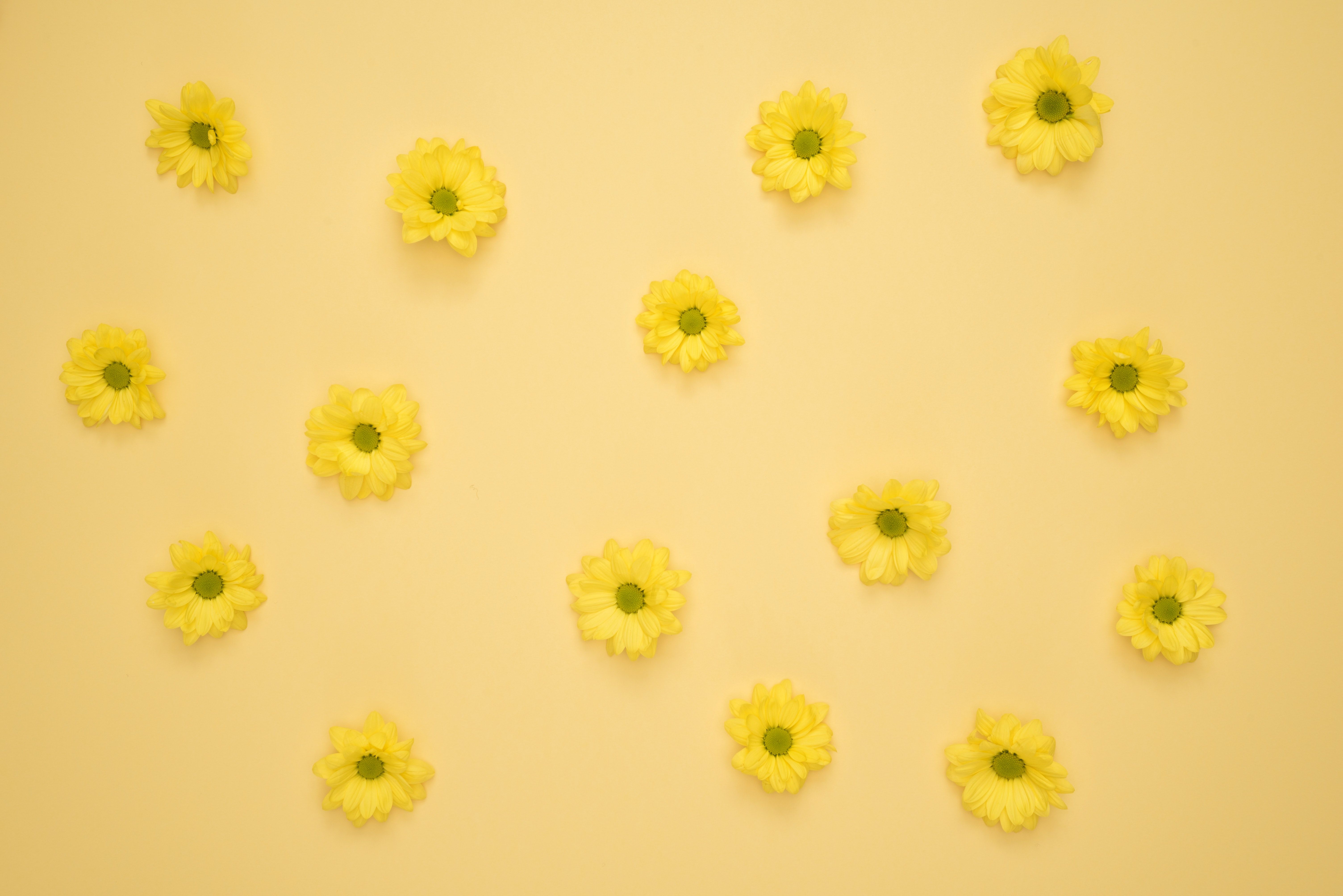 Margherite gialle su sfondo giallo, 6016x4016 4K, Desktop 4K