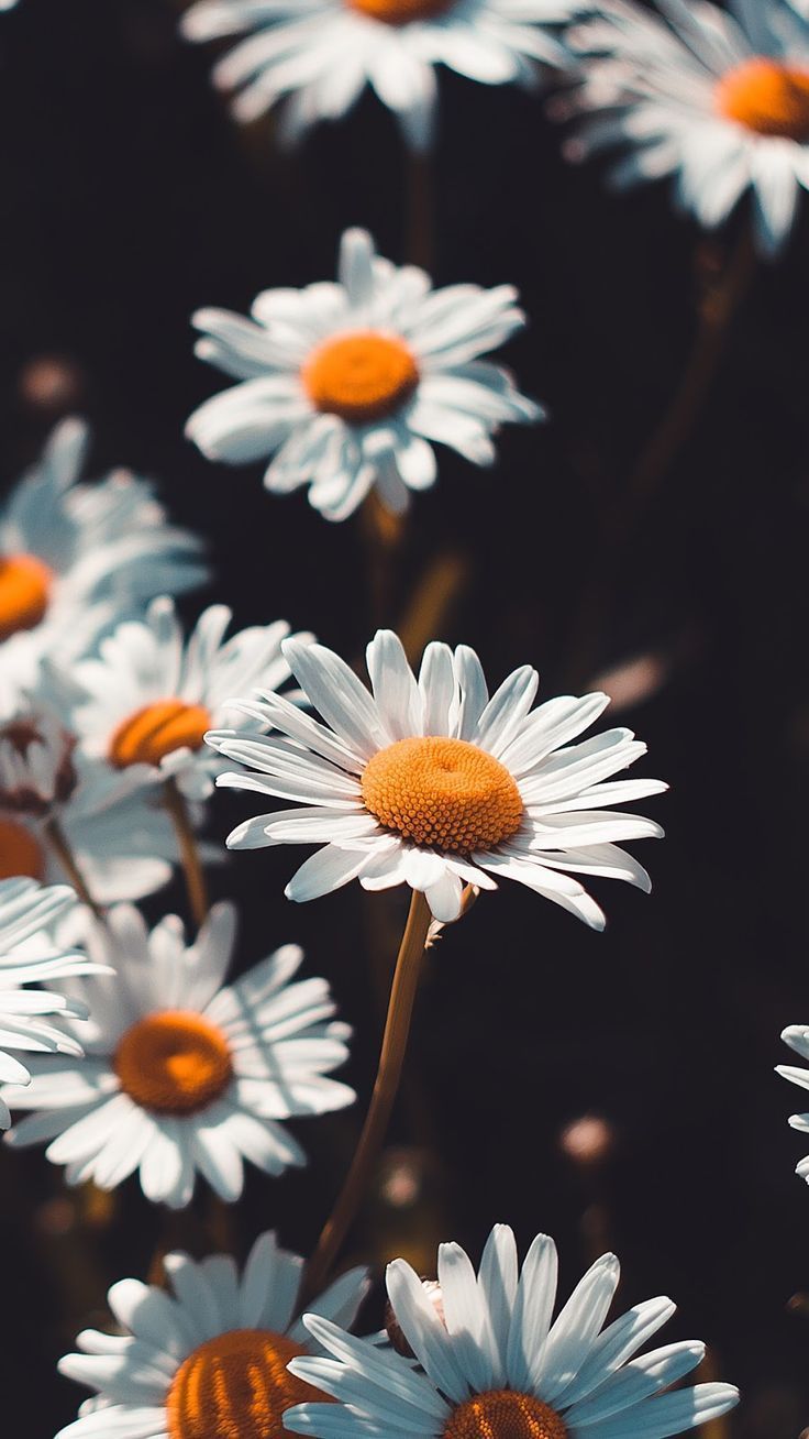 Margherite gerbera colorate, 2560x1600 2K+, Desktop