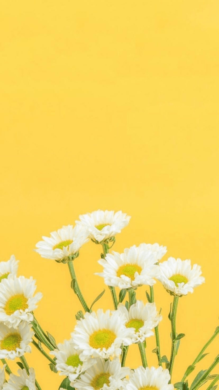 Margherite bianche su giallo, 720x1280 Full HD Verticale, iPhone