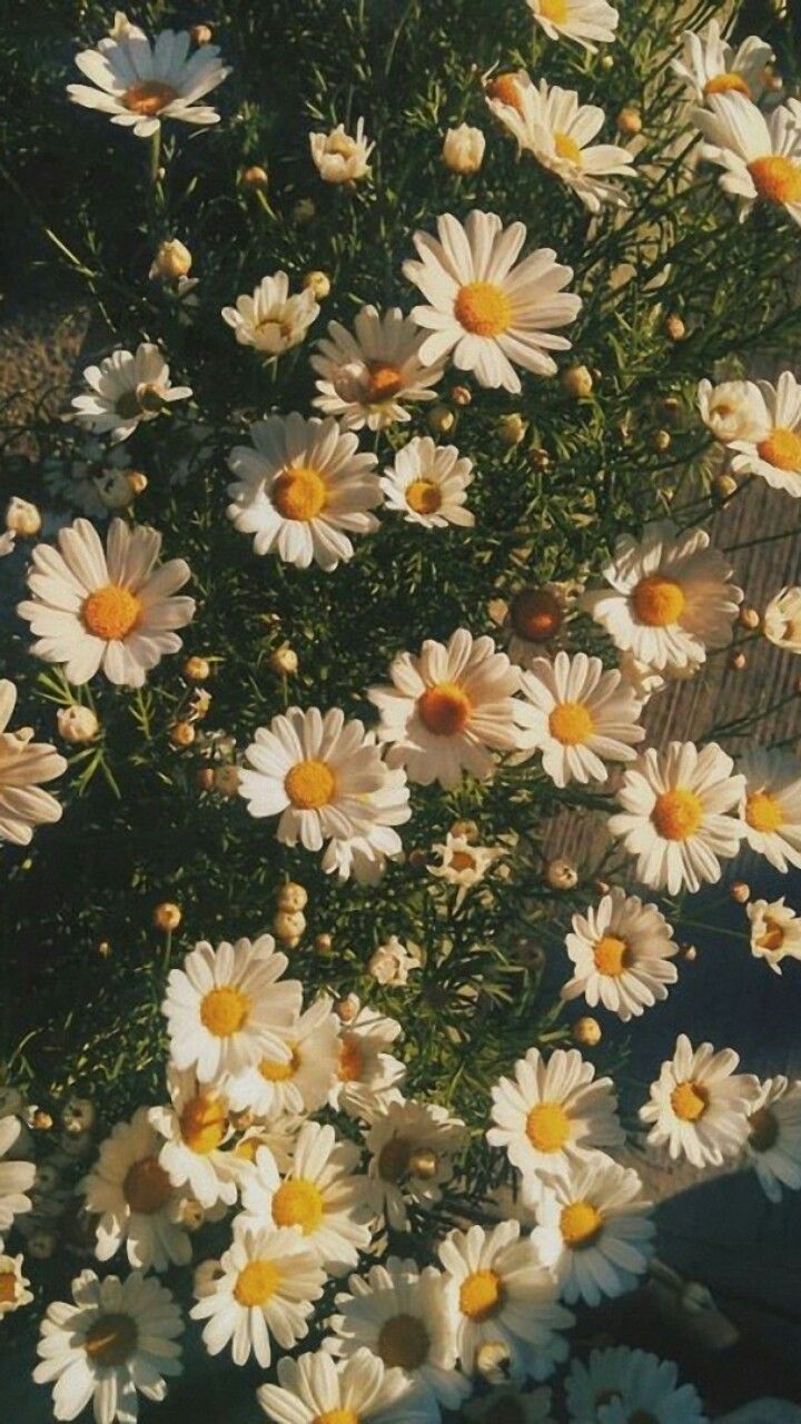 Margherite bianche in giardino, 720x1280 Full HD Verticale, iPhone