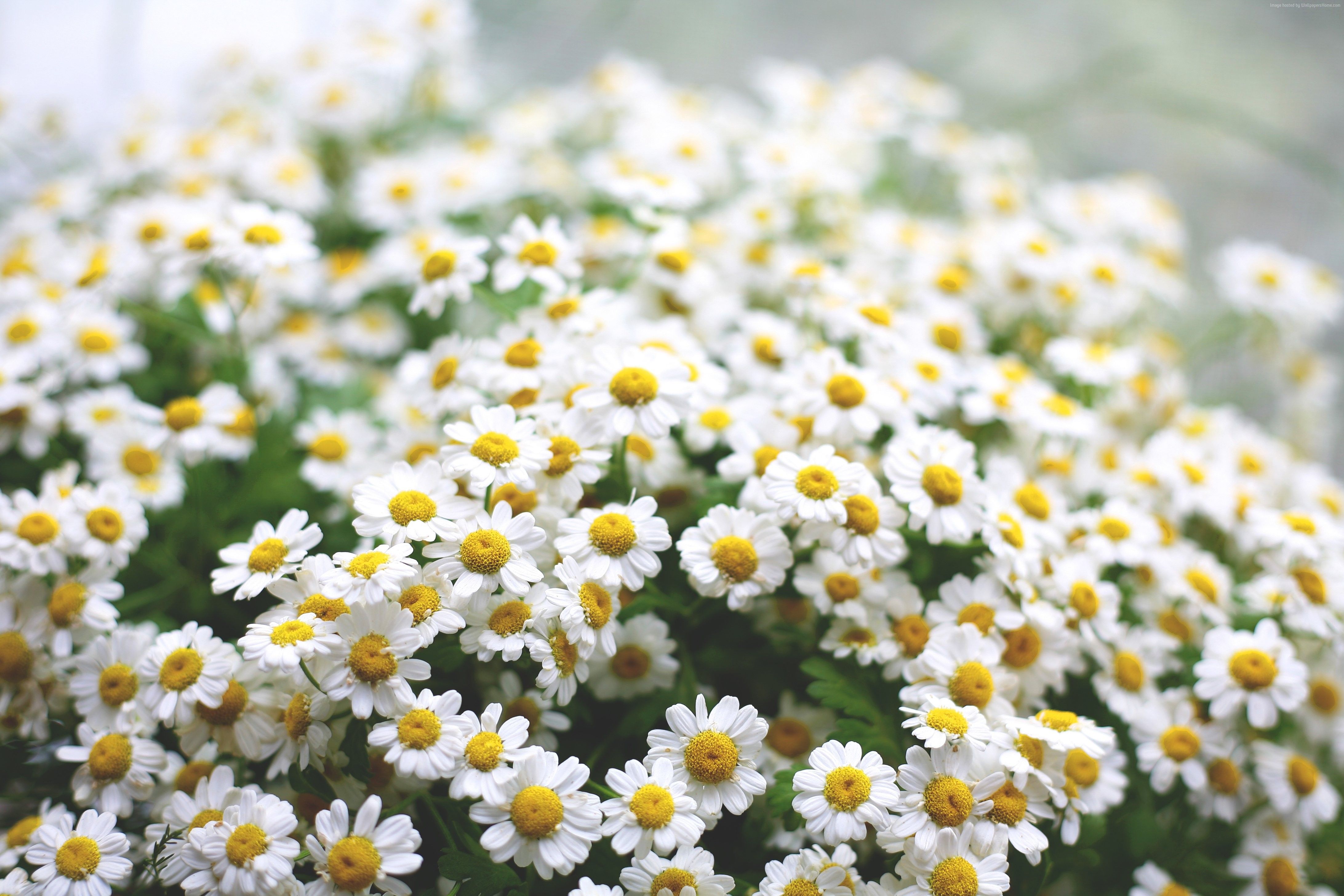 Margherite bianche in fiore, 4368x2912 UHD, PC 4K