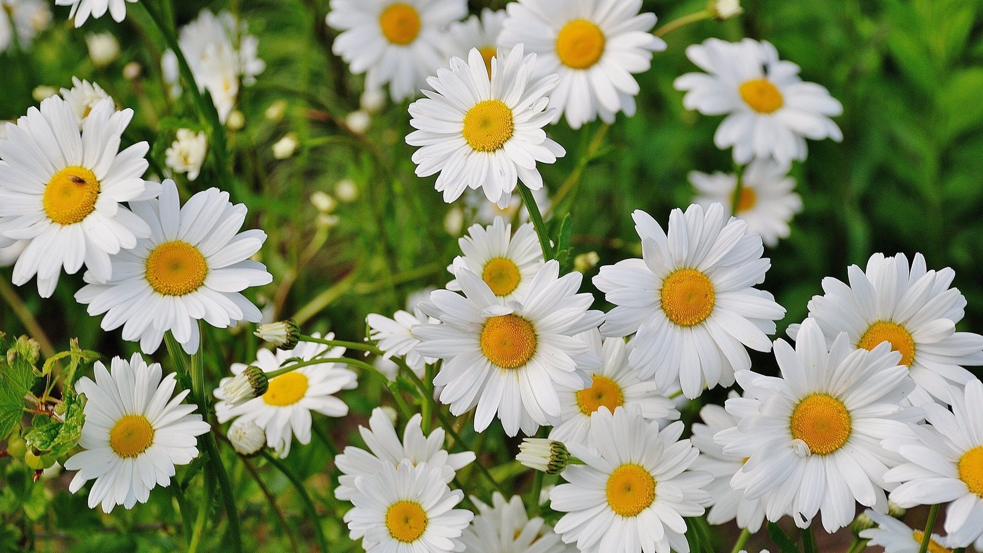 Margherite bianche in giardino, 1920x1080 Full HD, Desktop