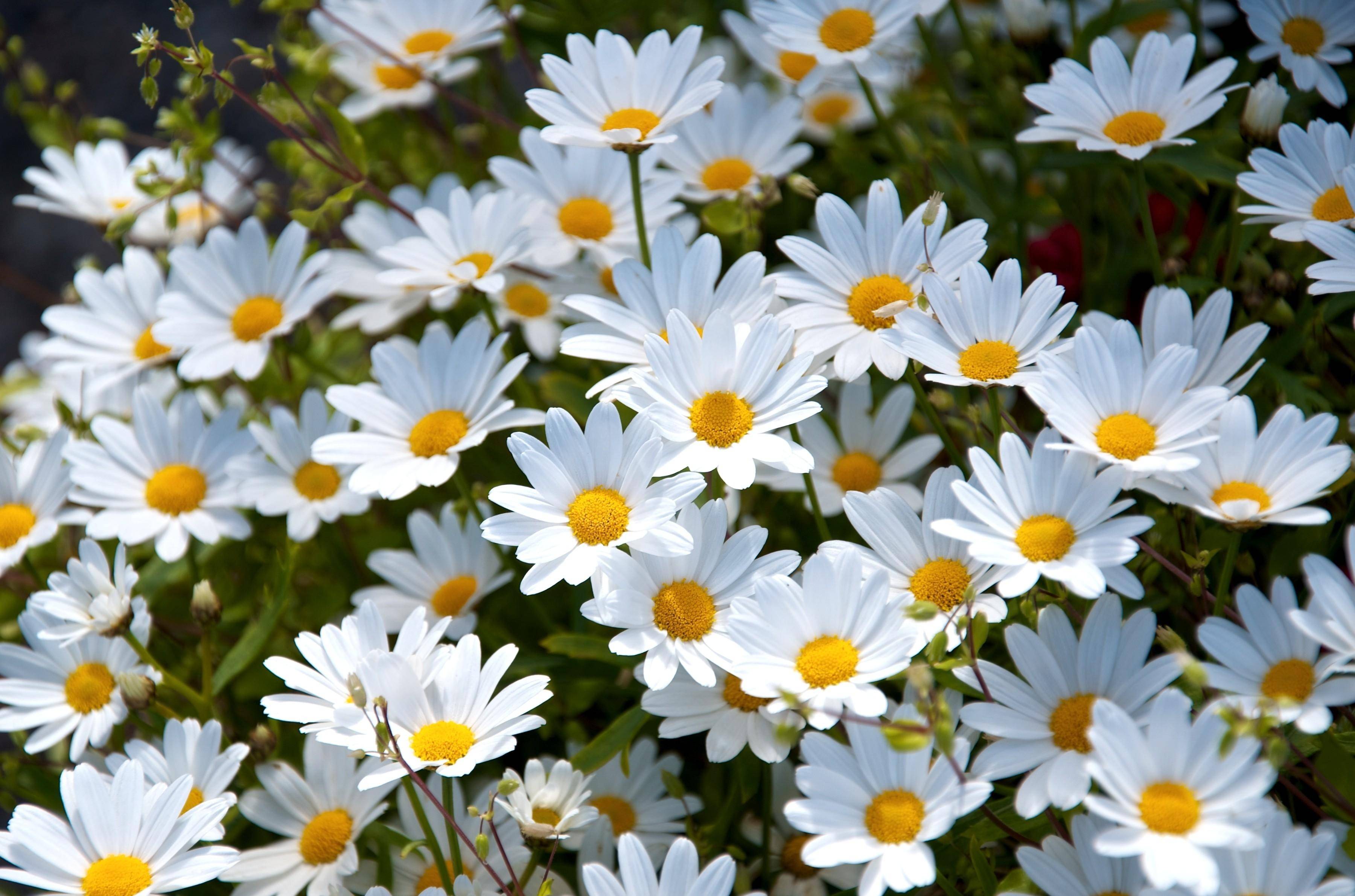 Margherite bianche in fiore, 3600x2380 2K+, Laptop