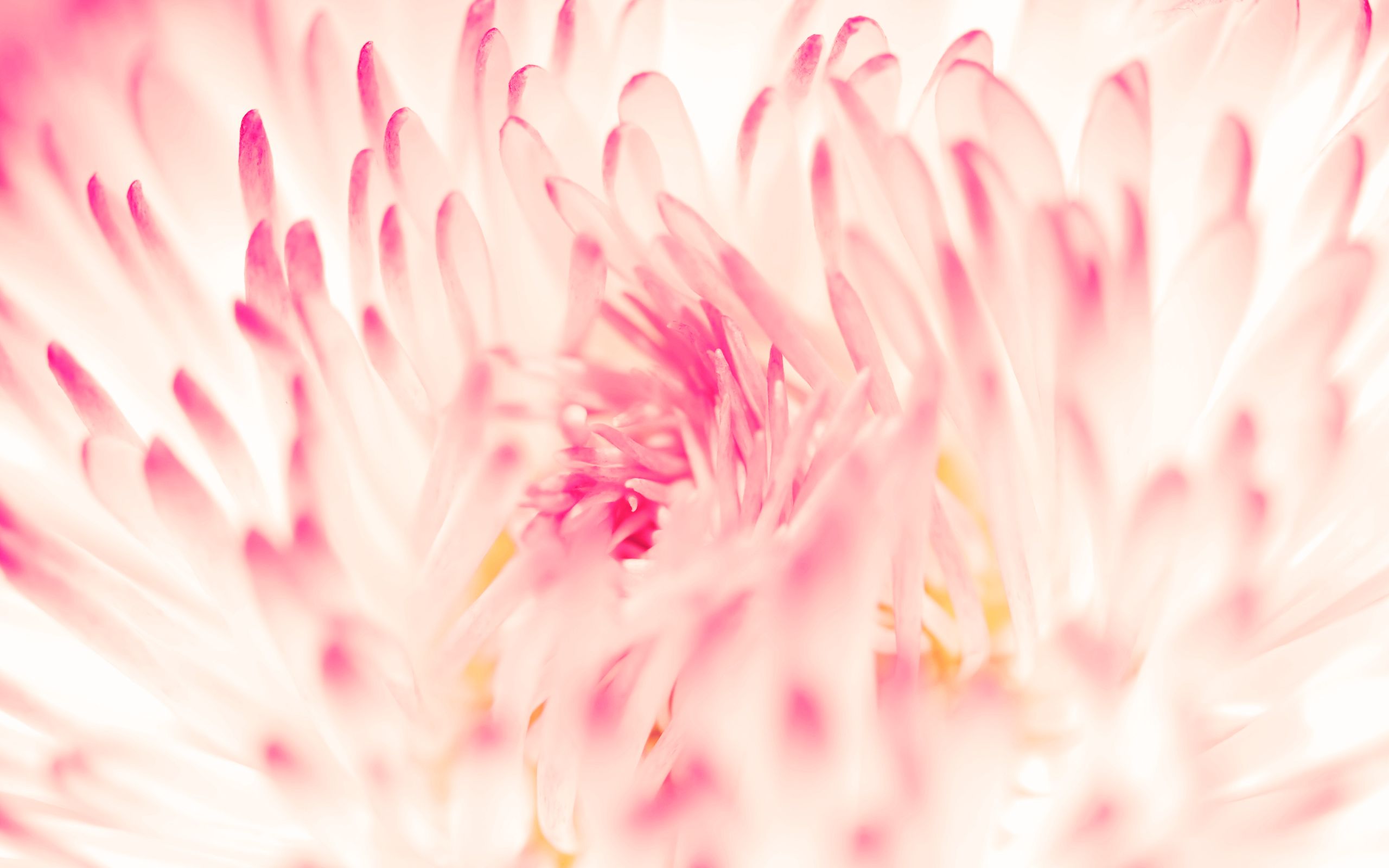 Margherita rosa macro sfocata, 2560x1600 2K+, Desktop