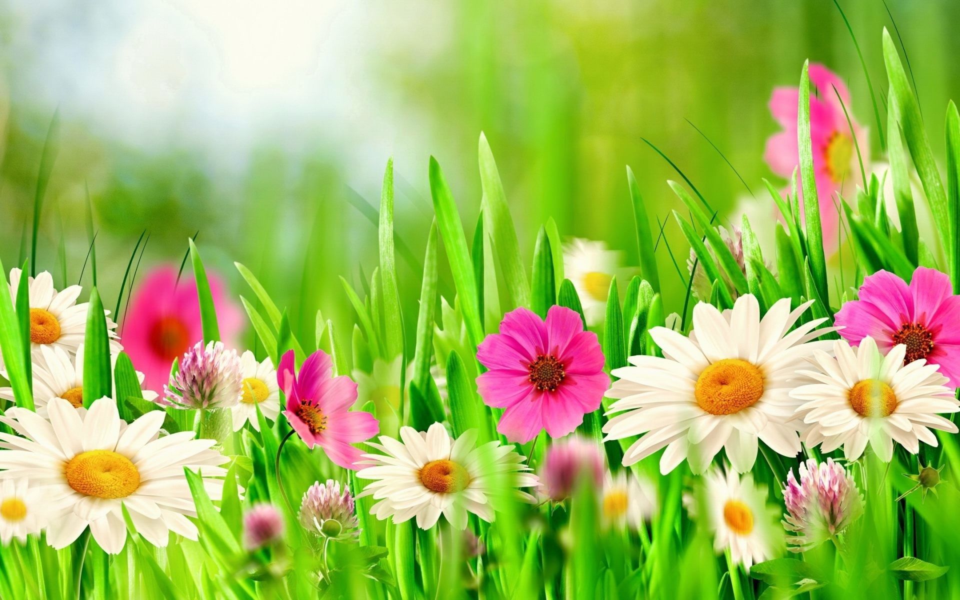 Margherite bianche e fiori rosa, 1920x1200 Full HD+ WUXGA, Laptop