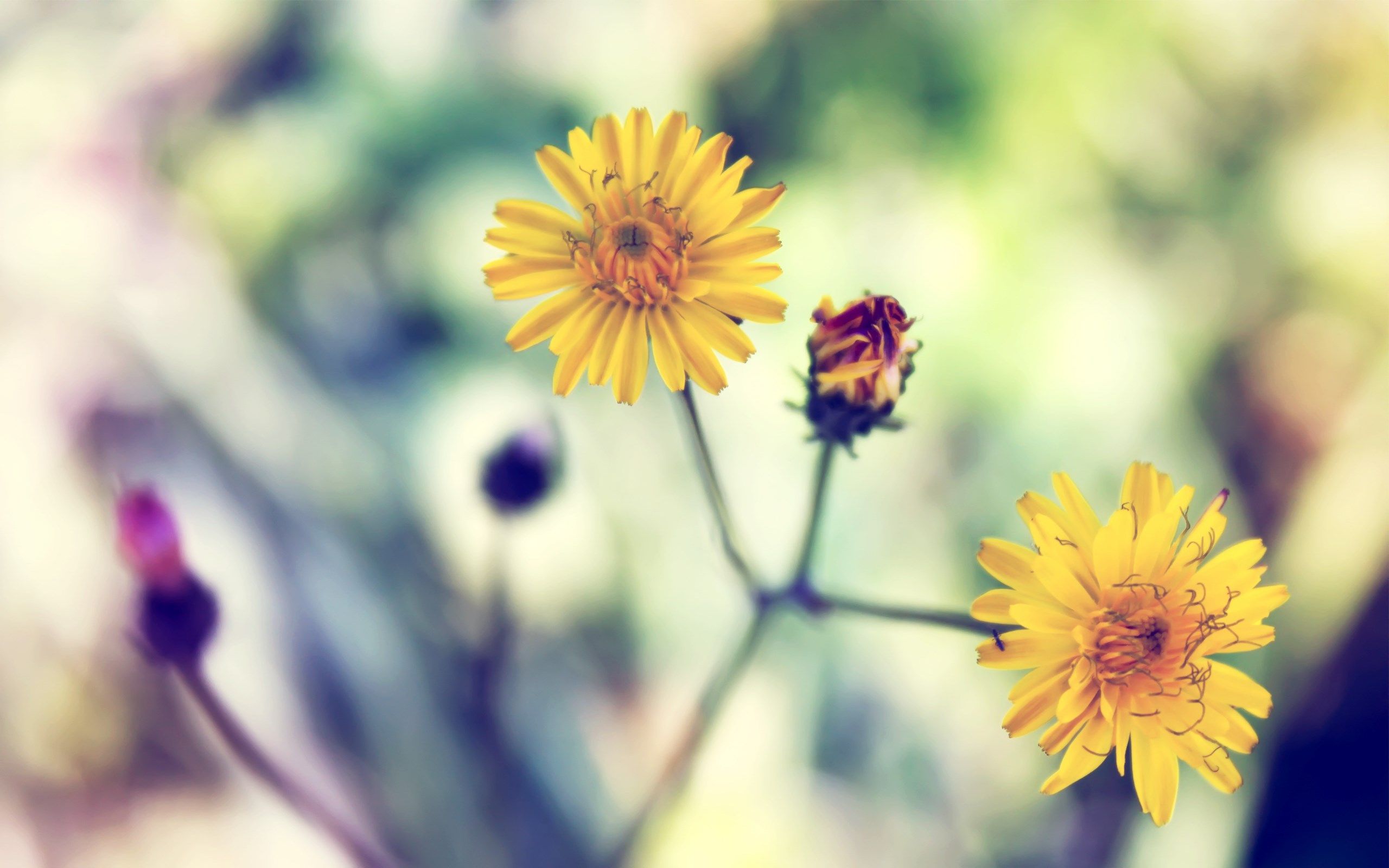 Margherite gialle in fiore, 2560x1600 WQXGA, PC
