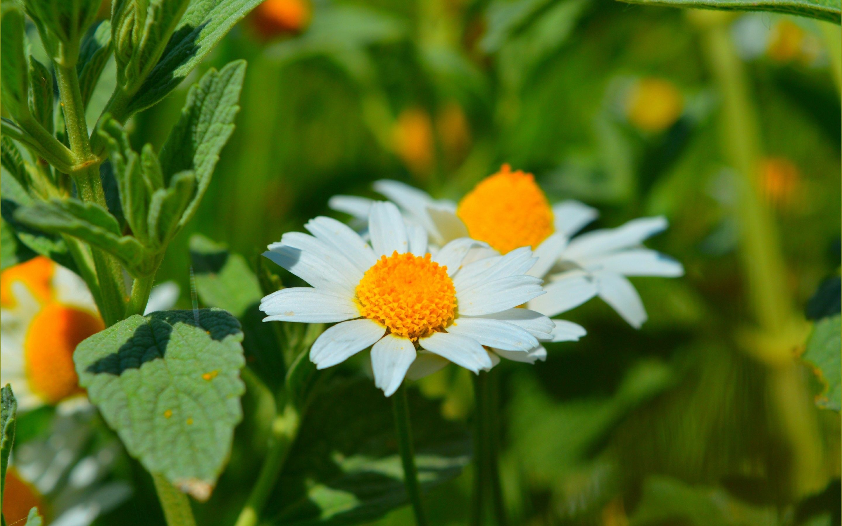 Margherita bianca con petali, 2880x1800 2K+, MacBook Pro
