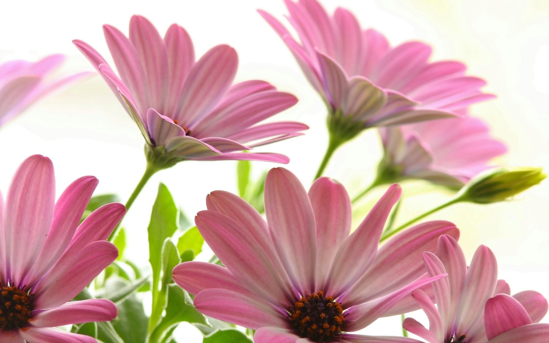 Margherite rosa in fiore, 1920x1200 WUXGA, PC