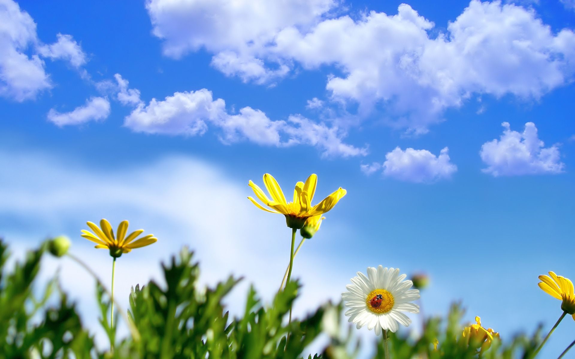 Margherite gialle e bianche, cielo azzurro, 1920x1200 WUXGA, PC
