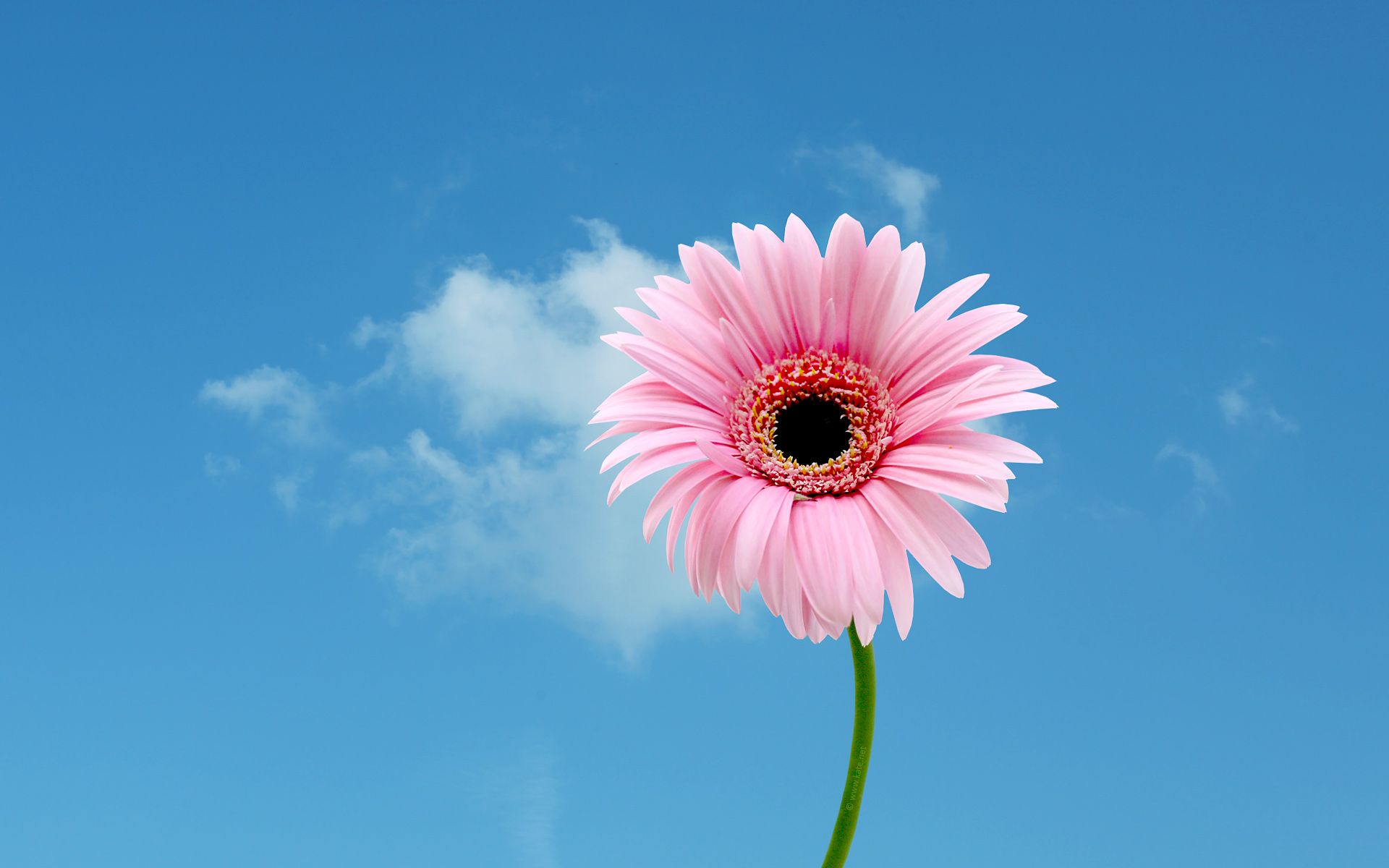 Margherita rosa cielo blu, 1920x1200 Full HD+, Laptop