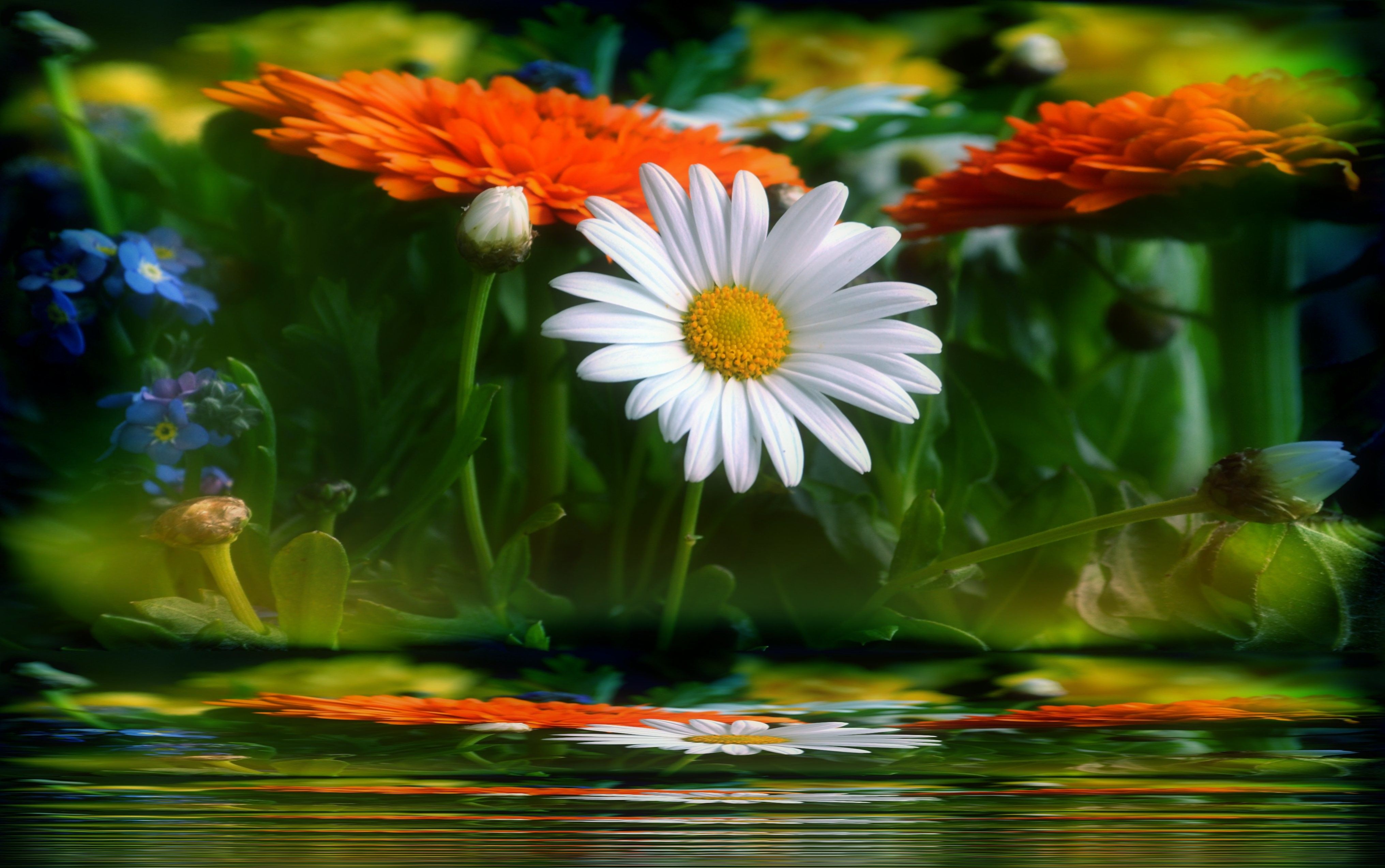Margherita bianca fiori riflesso acqua, 4063x2546 Ultra HD, 4K TV