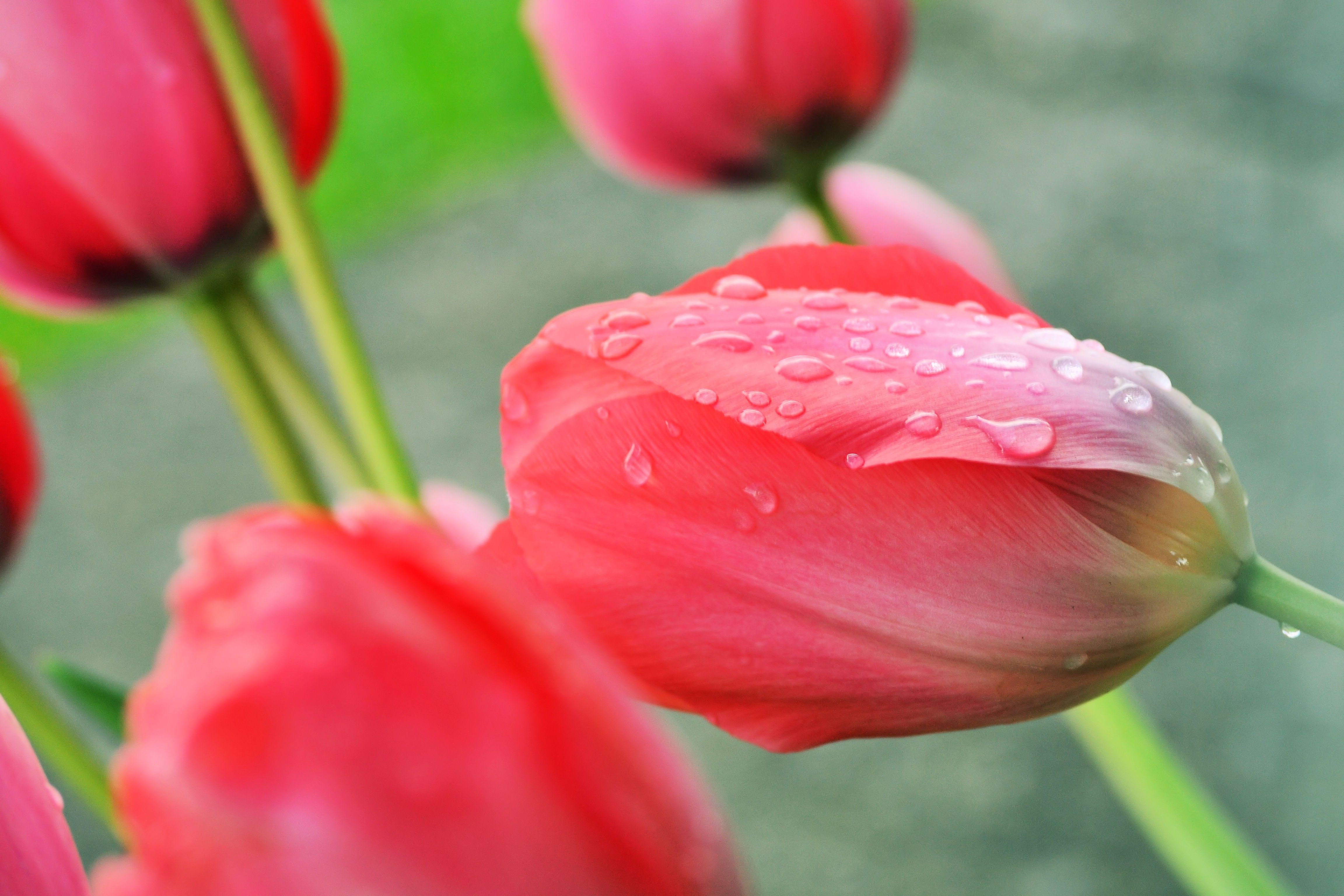 Tulipani rosa con gocce pioggia, 4608x3072 4K Ultra HD, Monitor 4K
