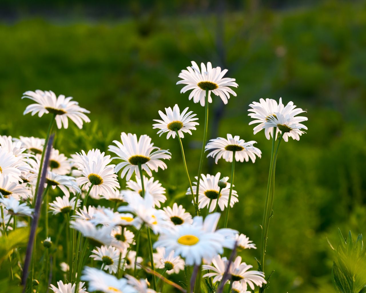 Margherite bianche in giardino, 1280x1024 HD, Desktop