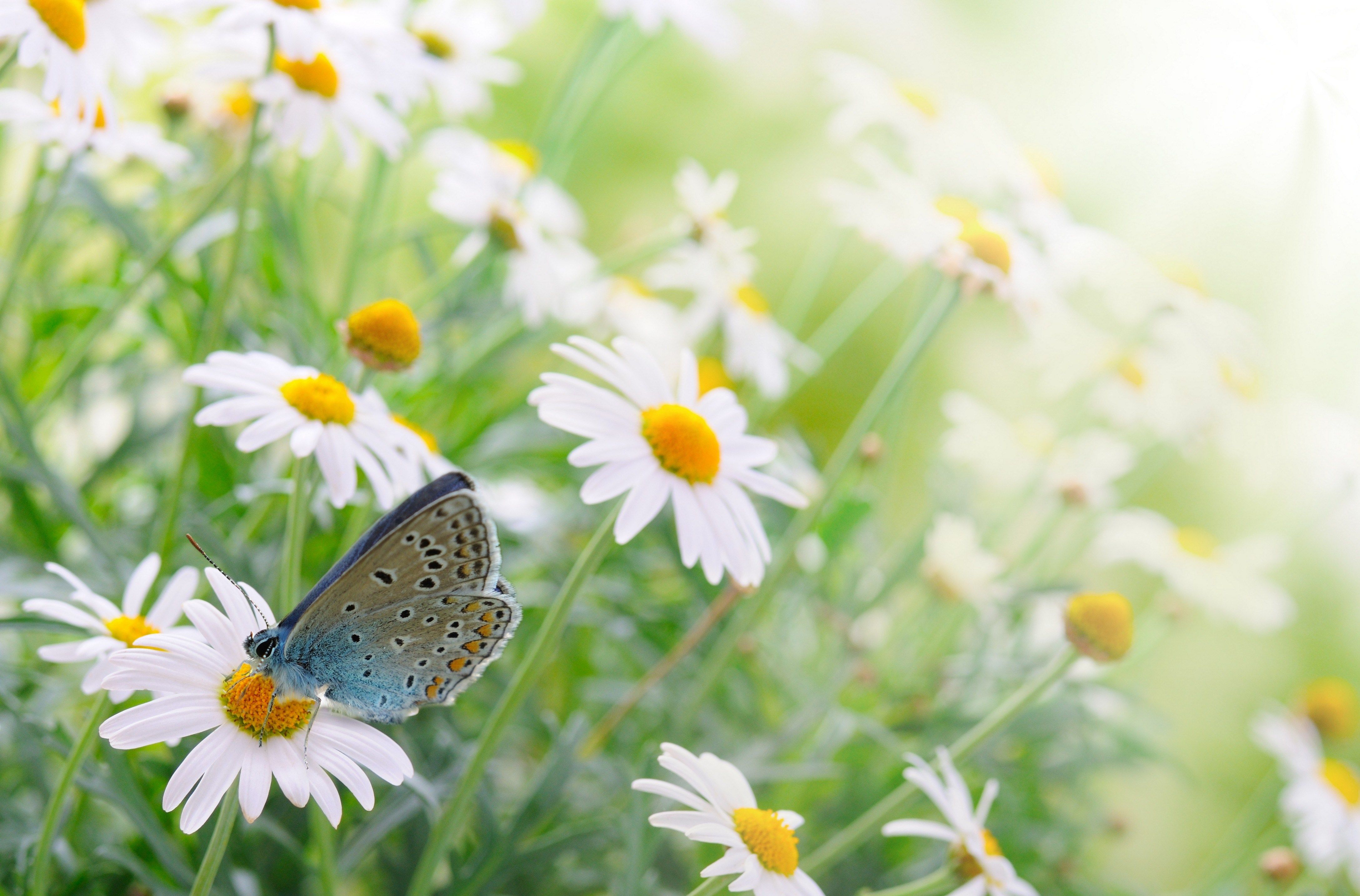 Farfalla su margherite bianche, 4350x2867 4K Ultra HD, Monitor 4K