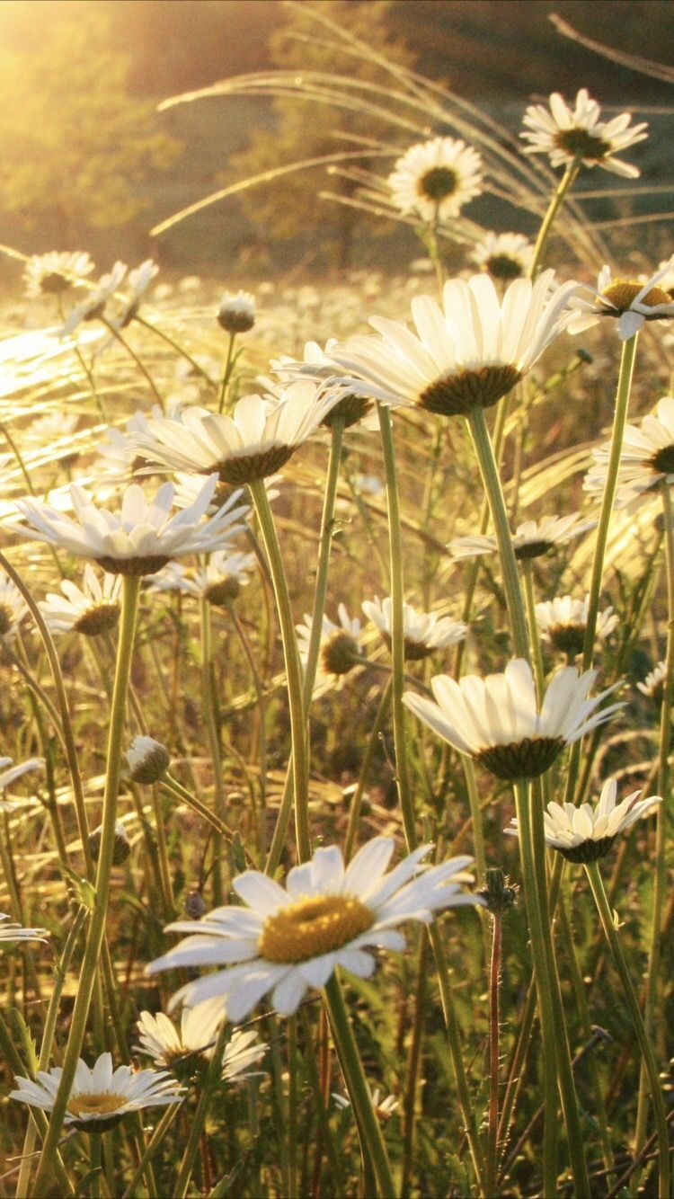 Campo di margherite bianche, 750x1334 Verticale, iPhone